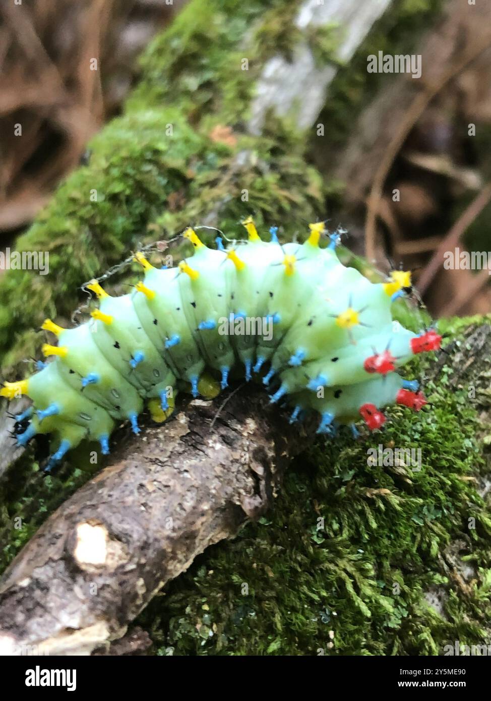 Cecropia Moth (Hyalophora cecropia) Insecta Stock Photo - Alamy