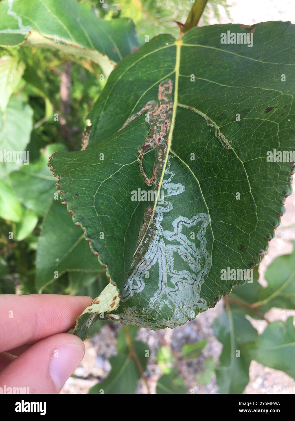 Aspen Serpentine Leafminer Moth (Phyllocnistis populiella) Insecta ...