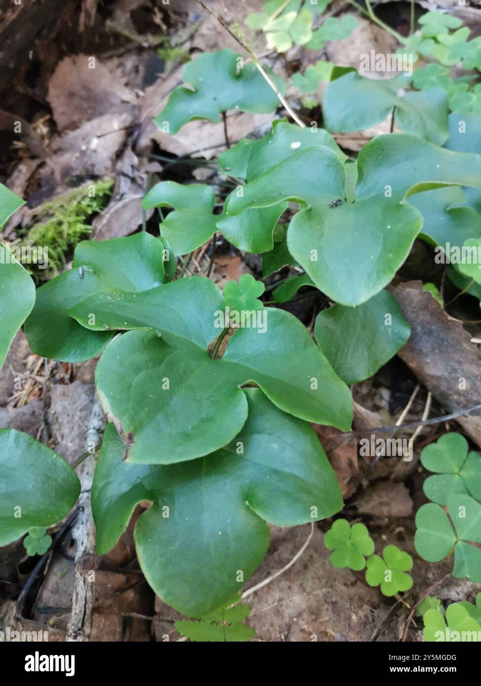 Liverlleaf Liverleaf (Hepatica nobilis) Plantae Stock Photo - Alamy