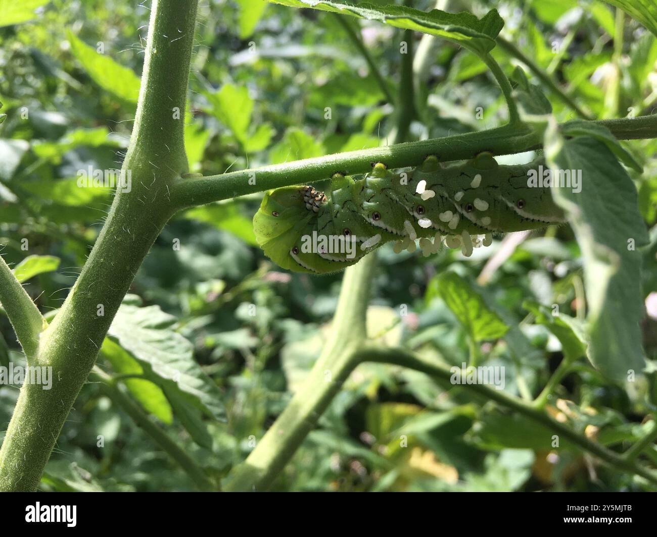 Hornworm Parasitoid Wasp (Cotesia congregata) Insecta Stock Photo - Alamy