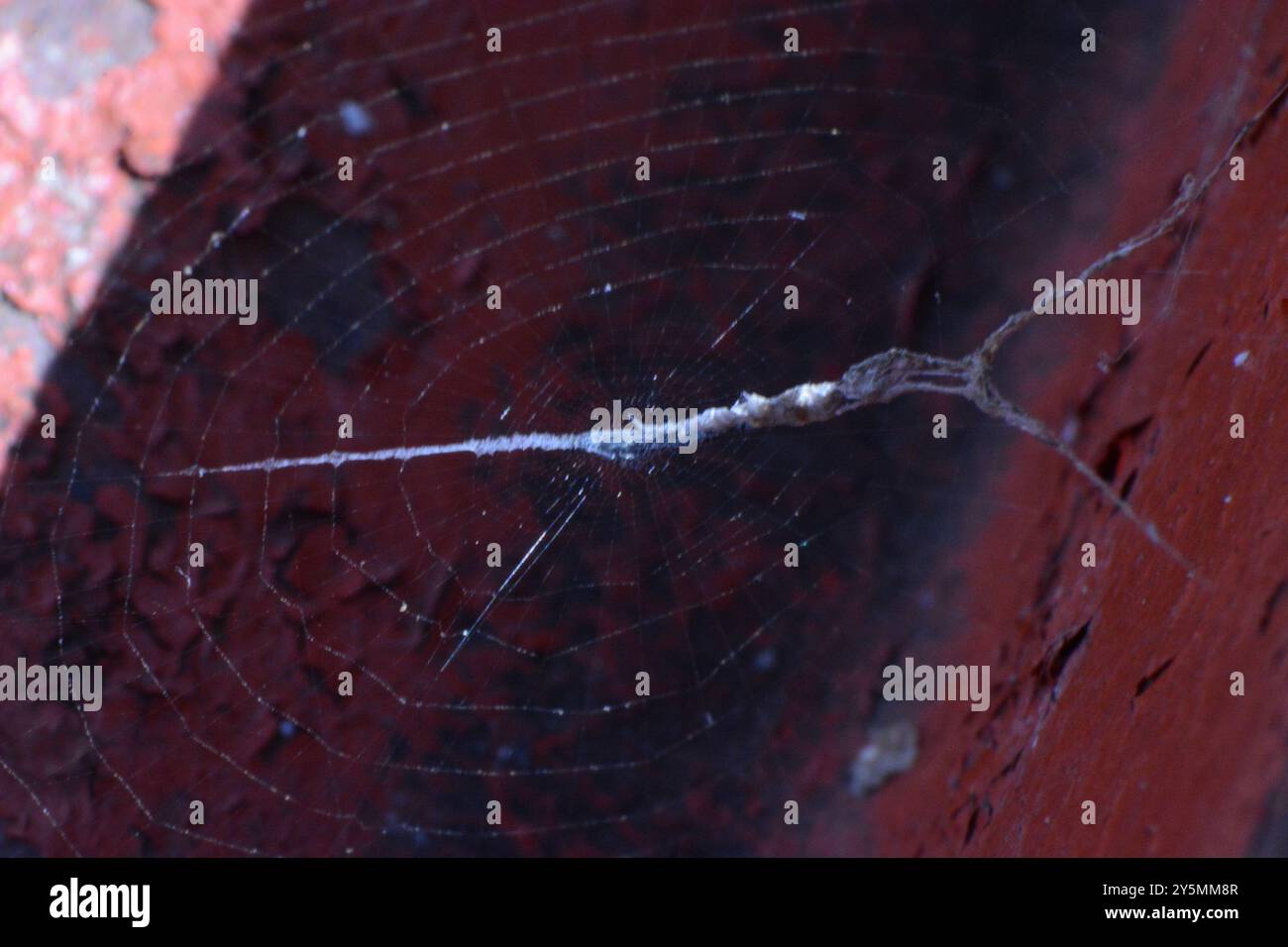 Hackled Orbweavers (Uloboridae) Arachnida Stock Photo - Alamy