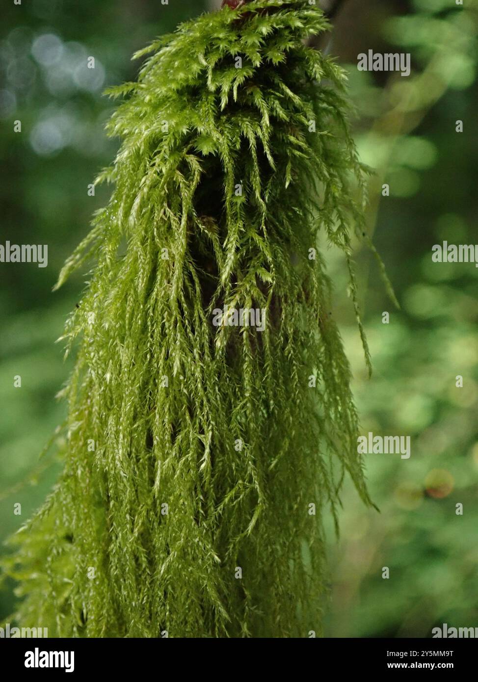 Cat's Tail Moss (Pseudisothecium stoloniferum) Plantae Stock Photo - Alamy