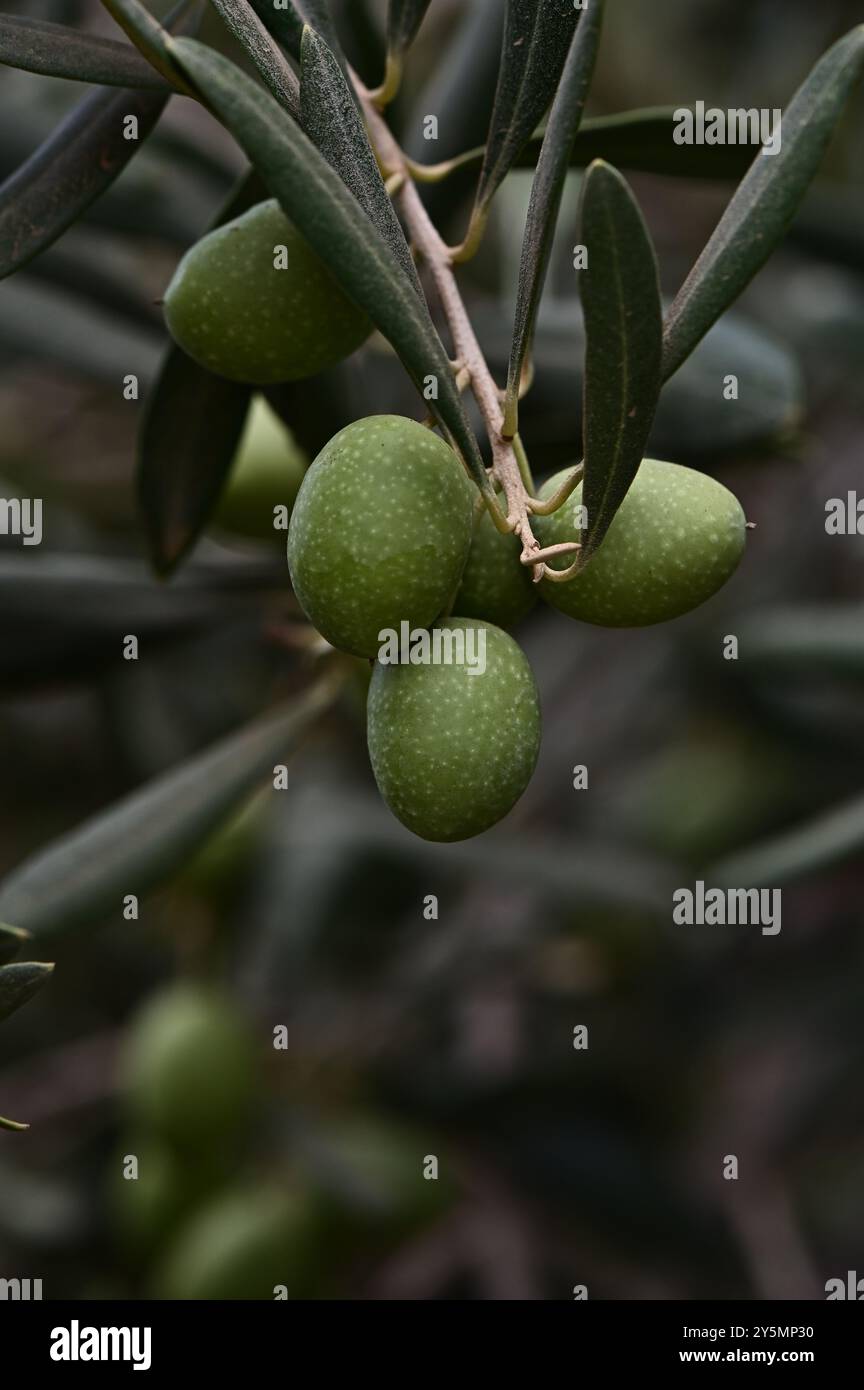Green olives growing on olive branch in olive tree Stock Photo - Alamy