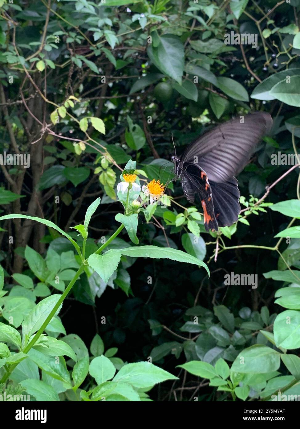 Spangle Swallowtail (Papilio protenor) Insecta Stock Photo - Alamy