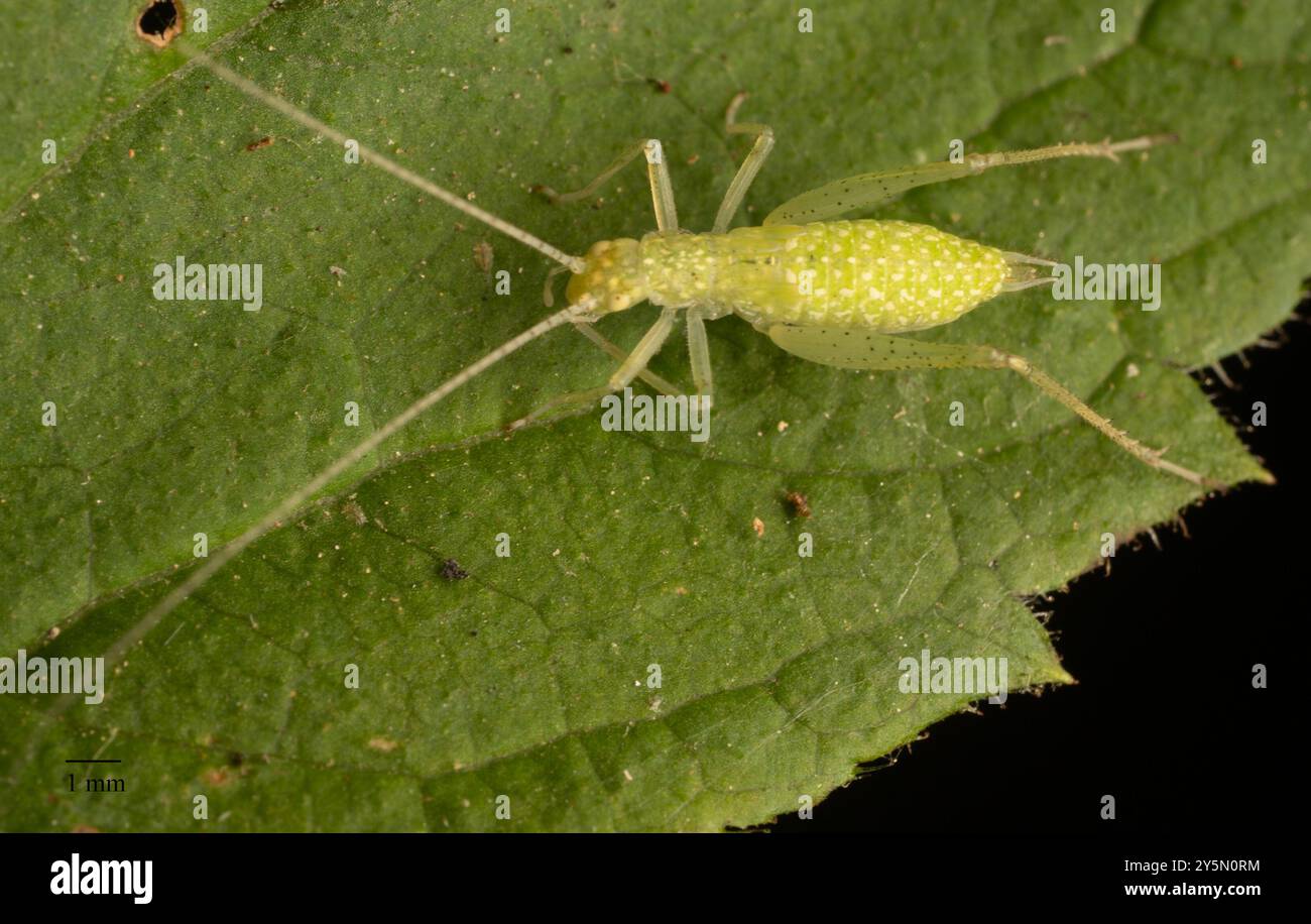 Common Tree Crickets (Oecanthus) Insecta Stock Photo - Alamy