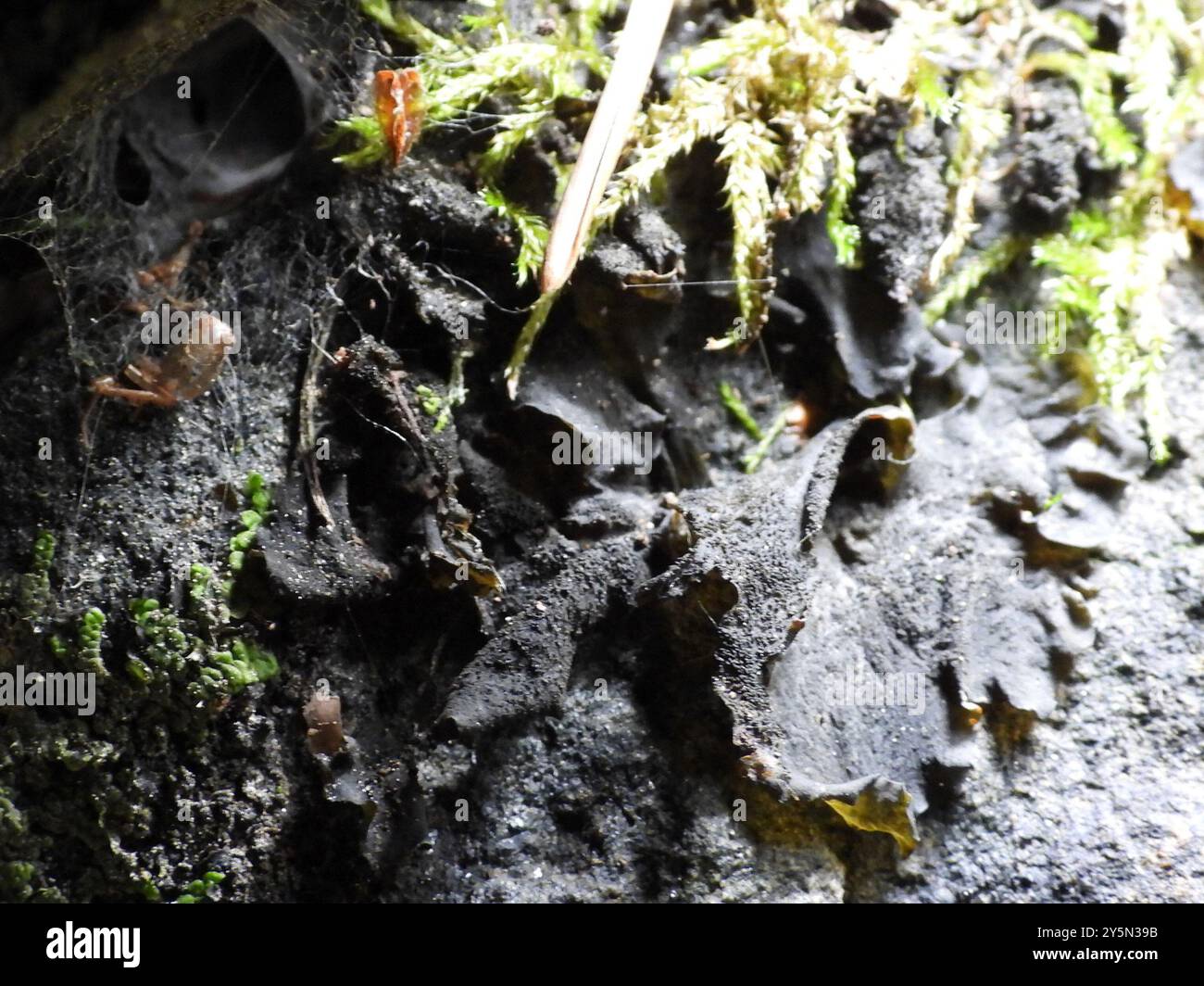Flaking Tarpaper Lichen (Collema flaccidum) Fungi Stock Photo - Alamy