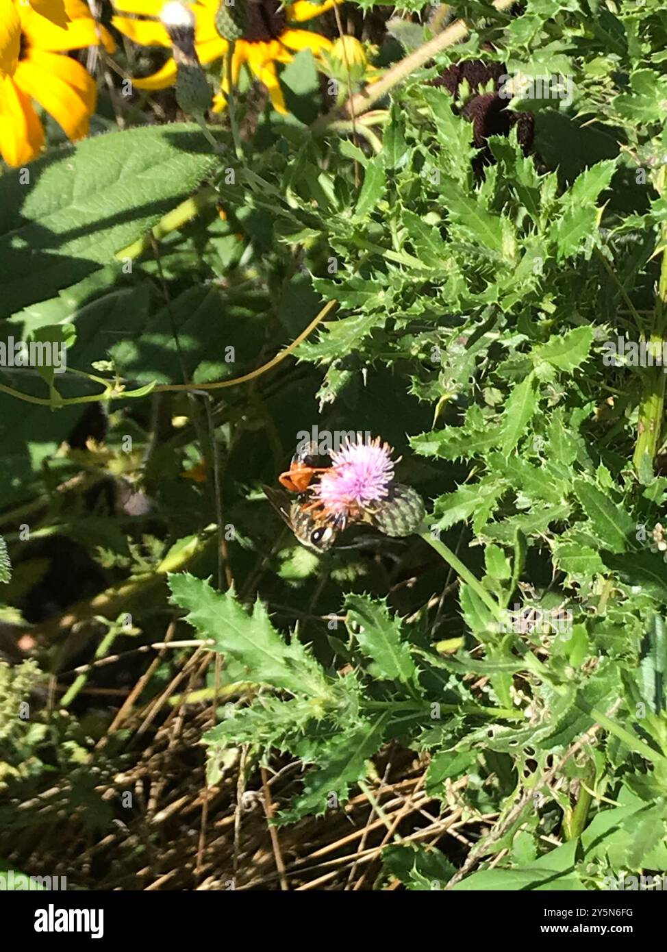 Great Golden Digger Wasp (Sphex ichneumoneus) Insecta Stock Photo - Alamy