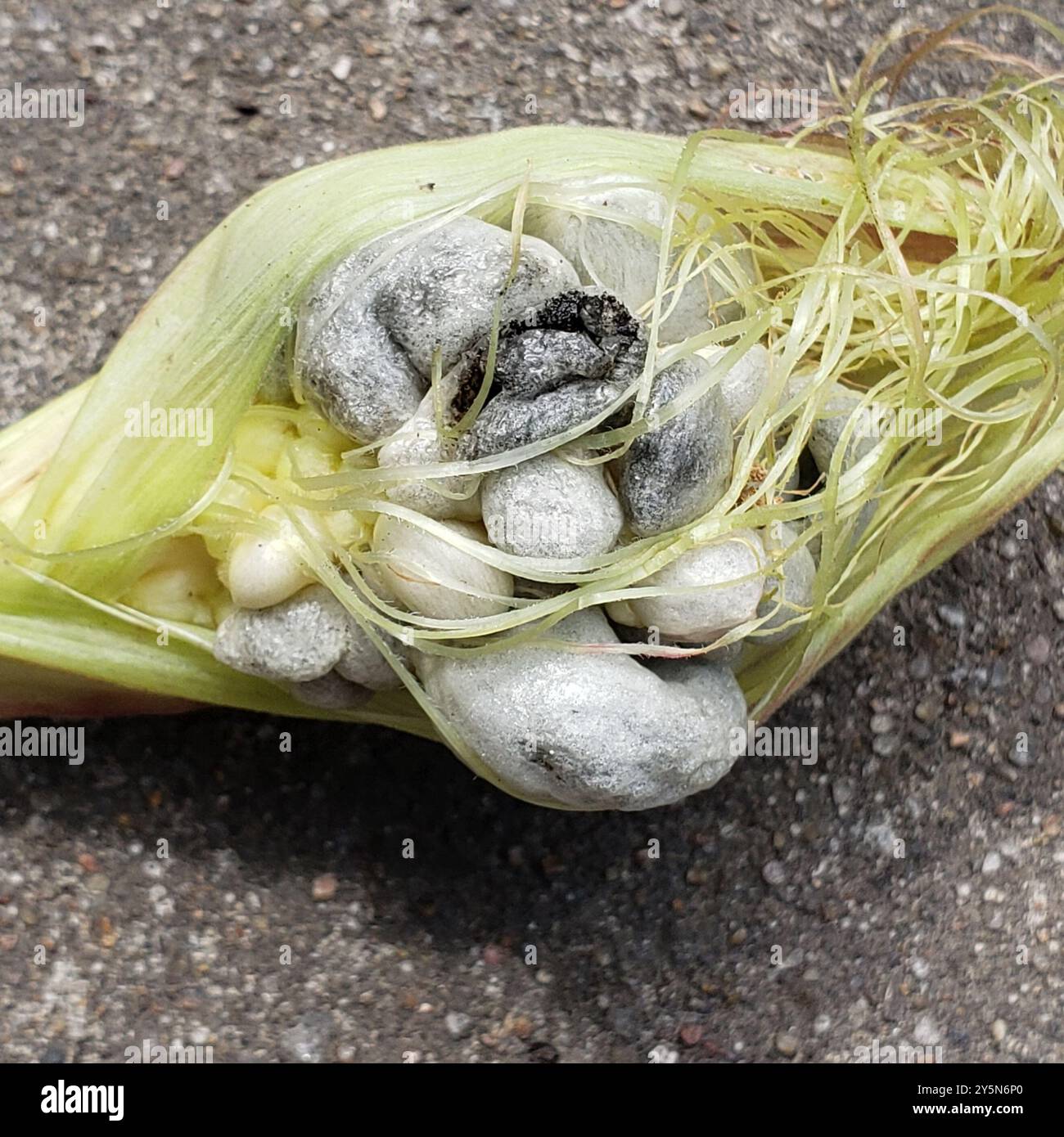 Mycosarcoma Corn Smut (Mycosarcoma maydis) Fungi Stock Photo - Alamy