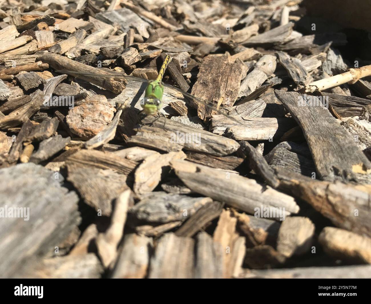 Pale Insect Pale Snaketail (Ophiogomphus severus) Insecta Stock Photo - Alamy