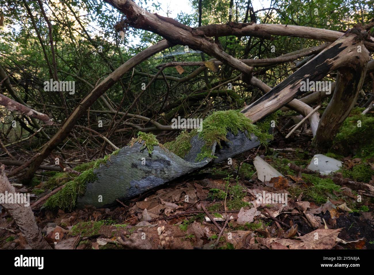 Asbestos sheet, grown with moss, illegally dumped in forest Stock Photo