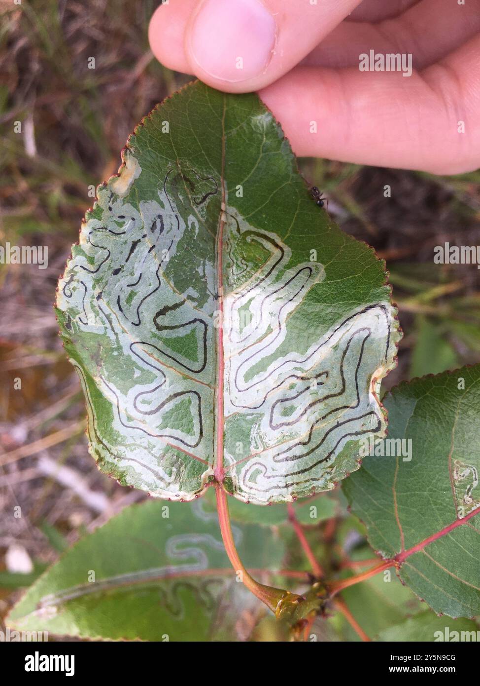 Aspen Serpentine Leafminer Moth (Phyllocnistis populiella) Insecta ...