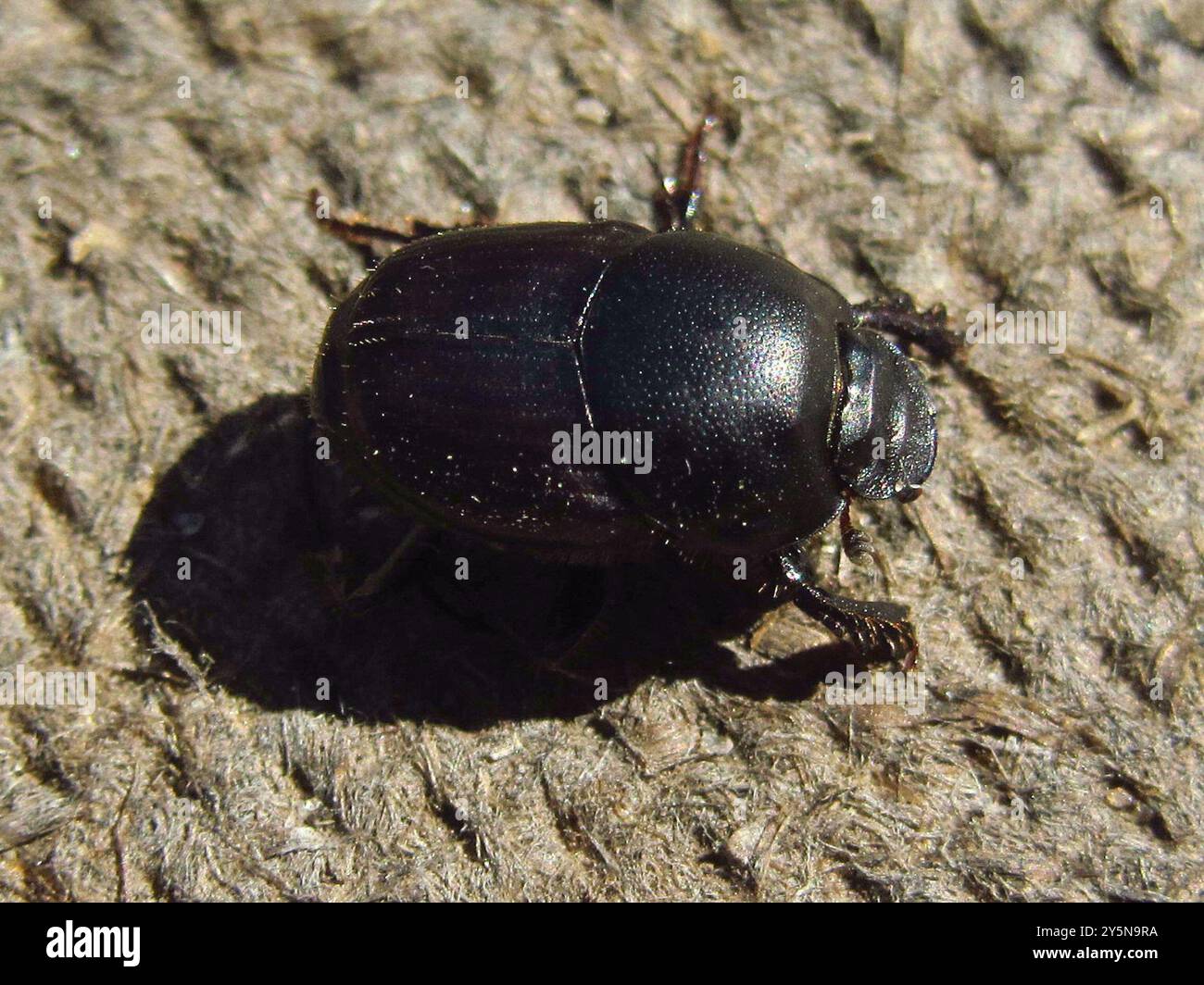 Bull-headed Dung Beetle (Onthophagus taurus) Insecta Stock Photo - Alamy