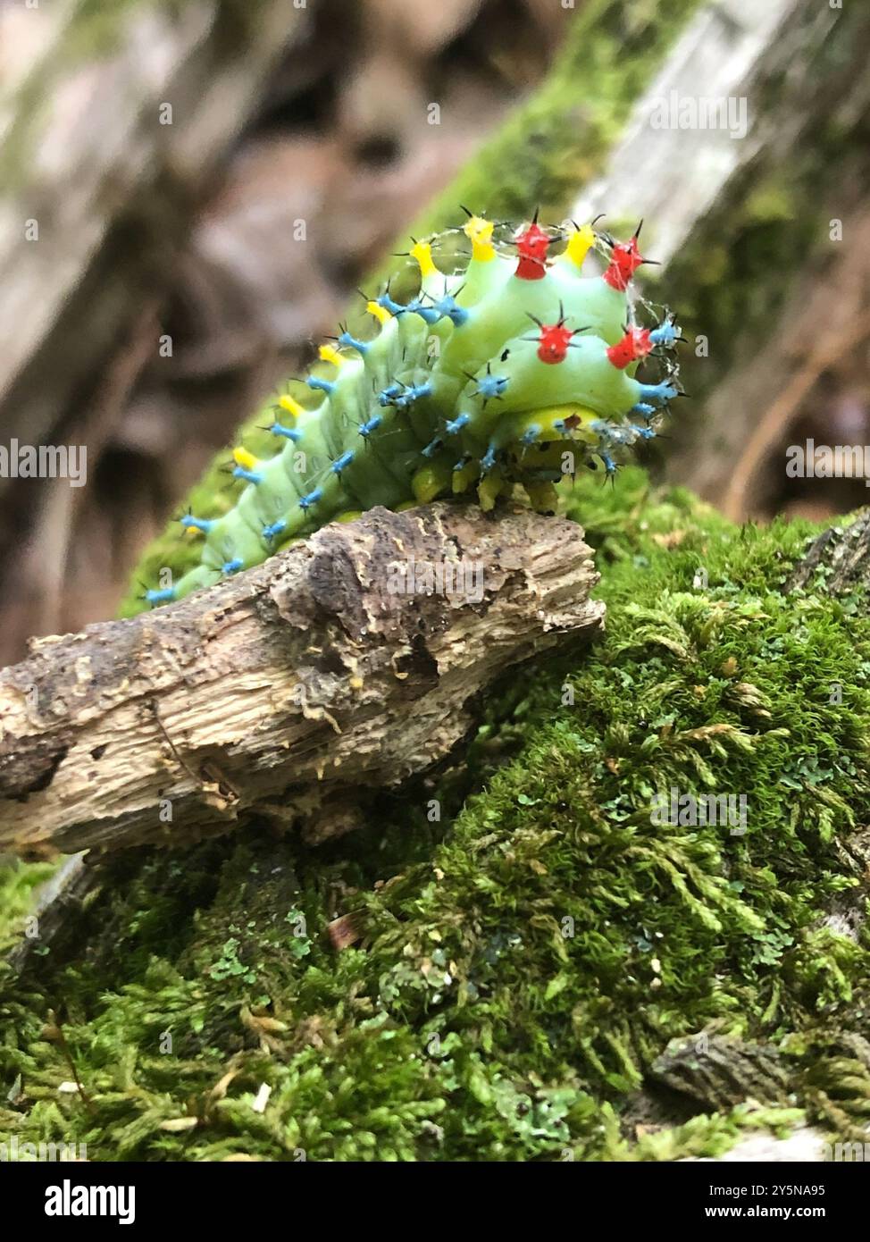 Cecropia Moth (Hyalophora cecropia) Insecta Stock Photo - Alamy