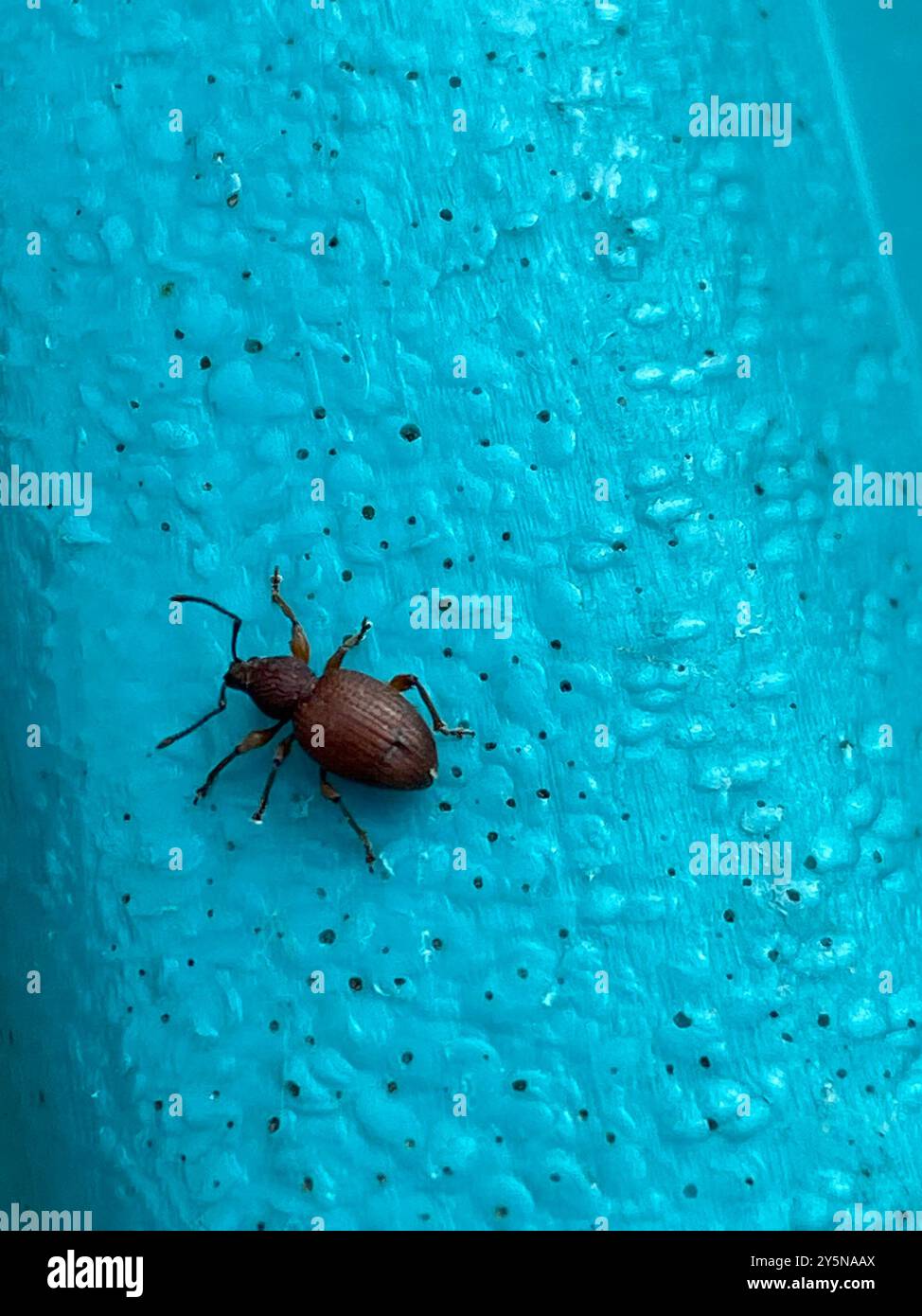 Strawberry Root Weevil (Otiorhynchus ovatus) Insecta Stock Photo - Alamy