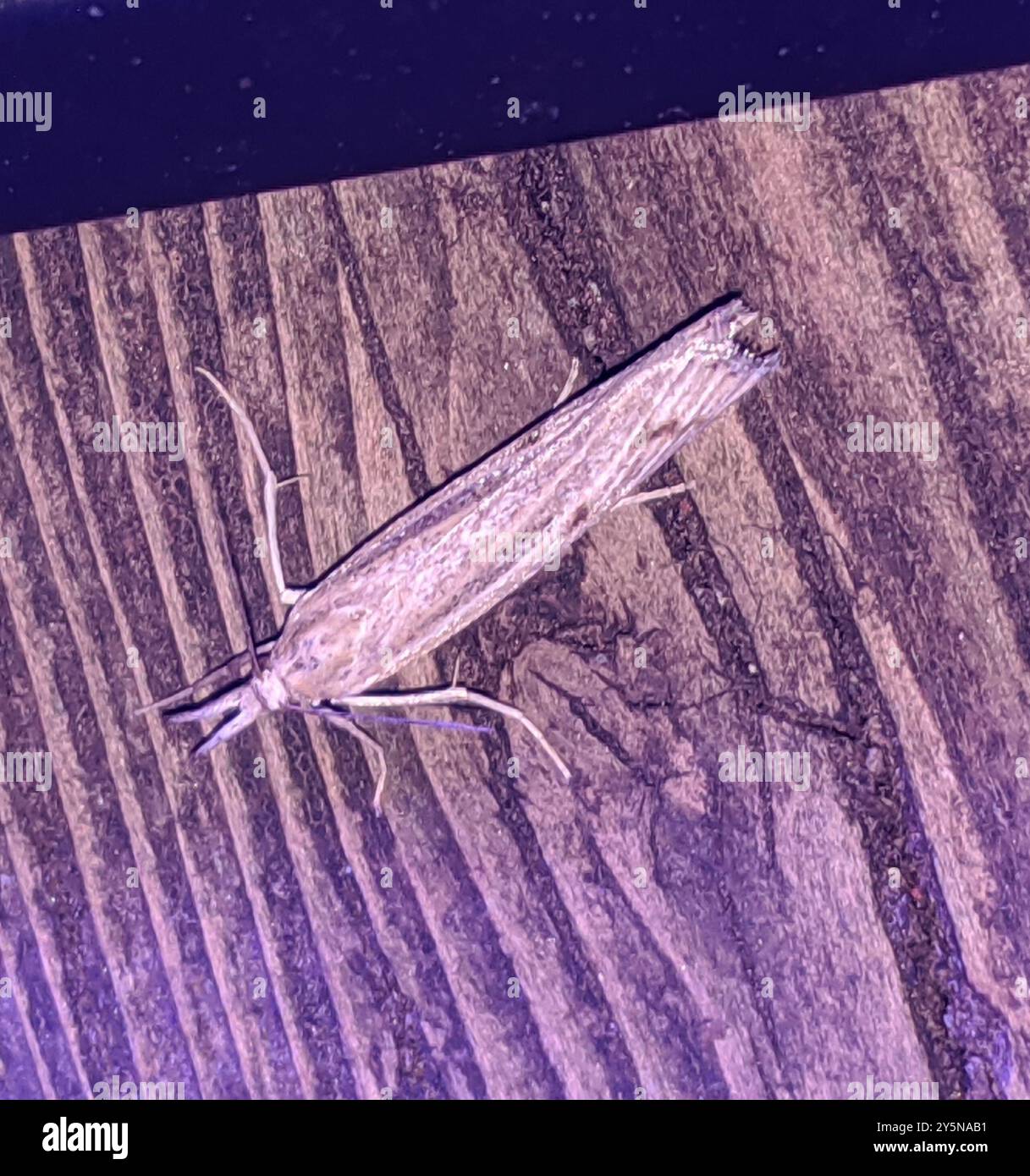 Trissecta Sod Webworm Moth (Pediasia trisecta) Insecta Stock Photo - Alamy