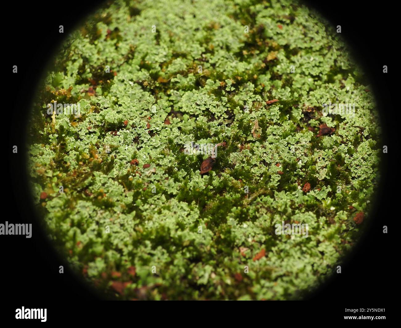 pixie cup and reindeer lichens (Cladonia) Fungi Stock Photo Alamy