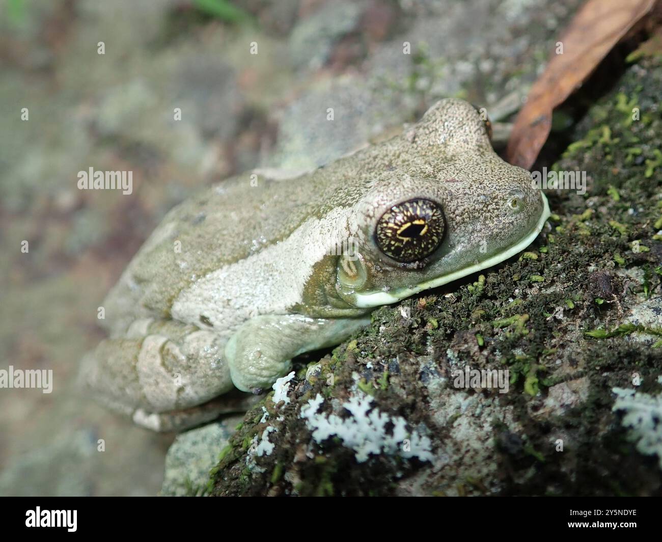 Veined Tree Frog (Trachycephalus typhonius) Amphibia Stock Photo - Alamy