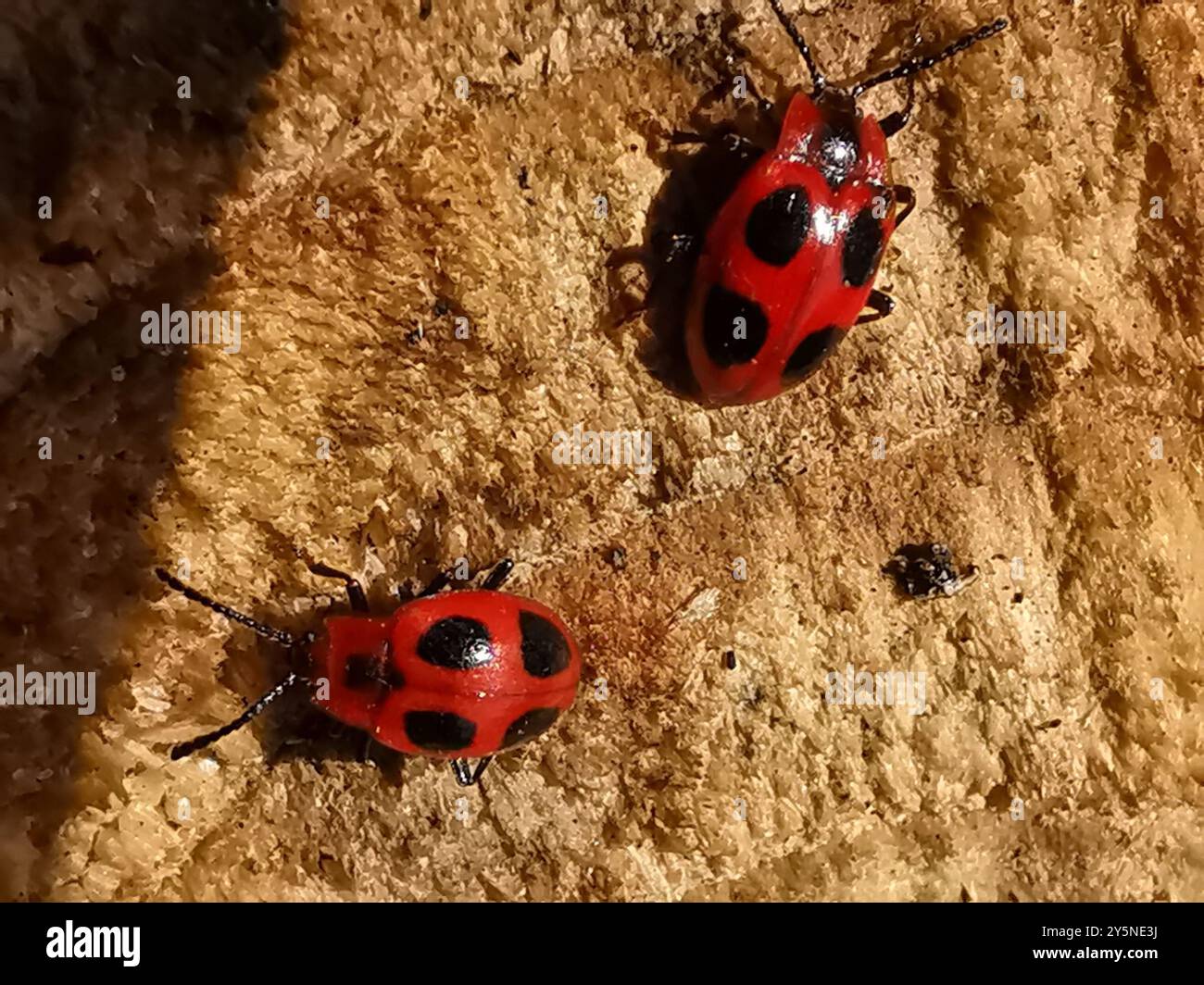 Untrue Insects False Ladybird (Endomychus coccineus) Insecta Stock Photo - Alamy