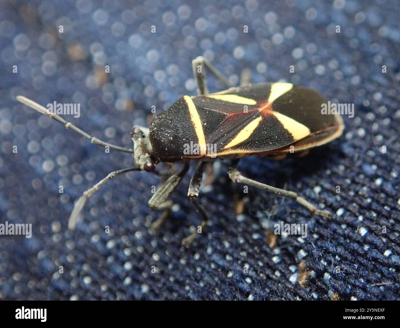 Bullate Insect (Fibrenus bullatus) Insecta Stock Photo - Alamy