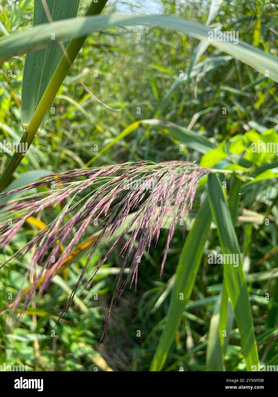 European reed (Phragmites australis australis) Plantae Stock Photo - Alamy