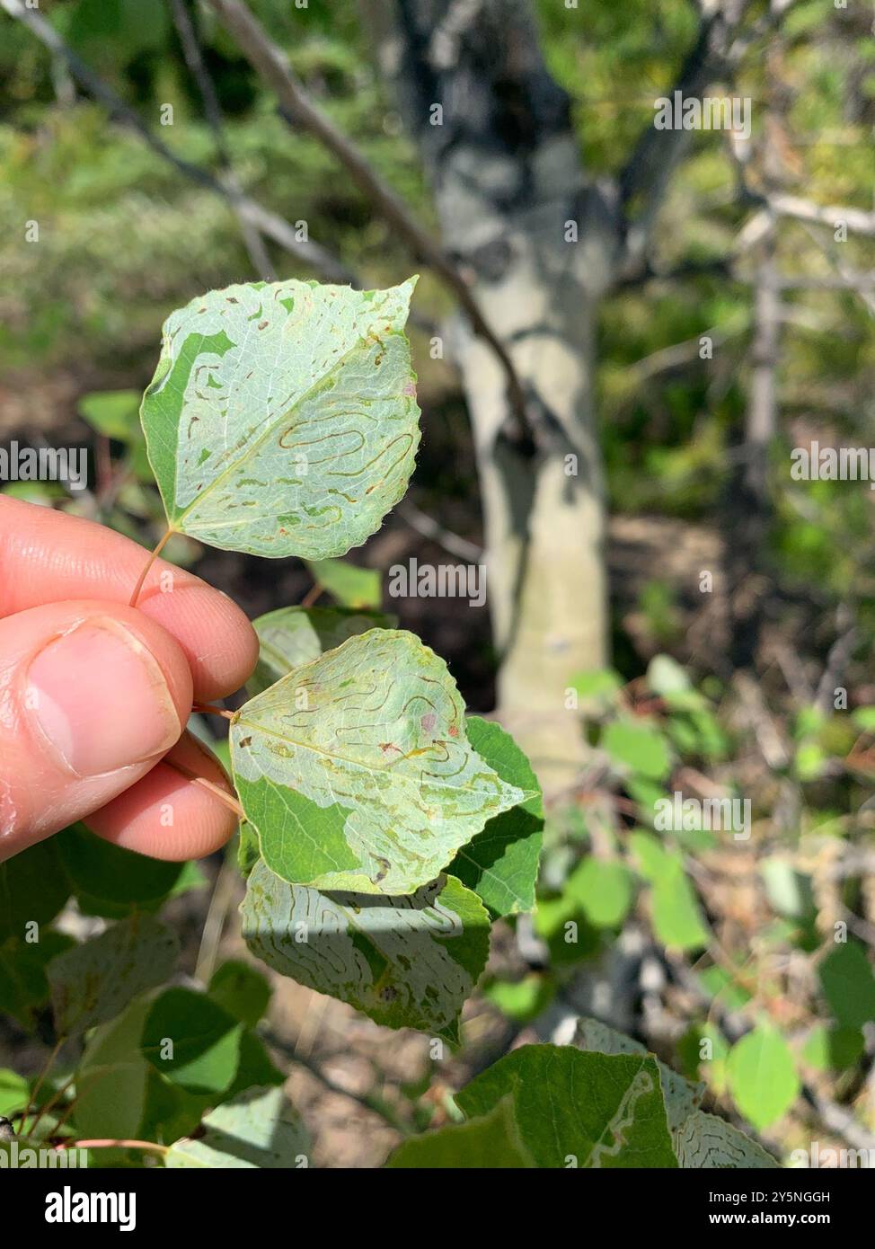 Aspen Serpentine Leafminer Moth (Phyllocnistis populiella) Insecta ...