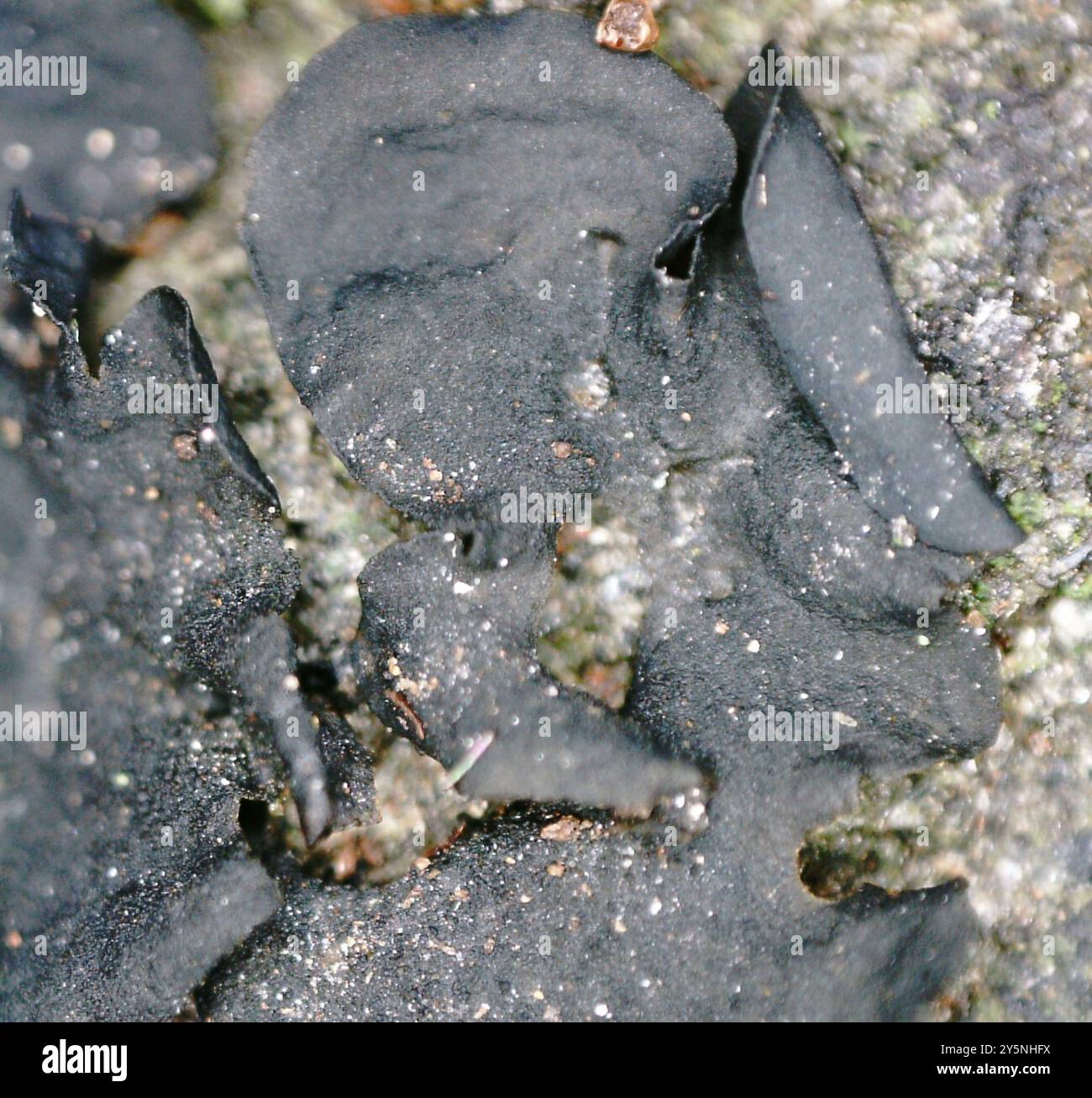 Flaking Tarpaper Lichen (Collema flaccidum) Fungi Stock Photo - Alamy