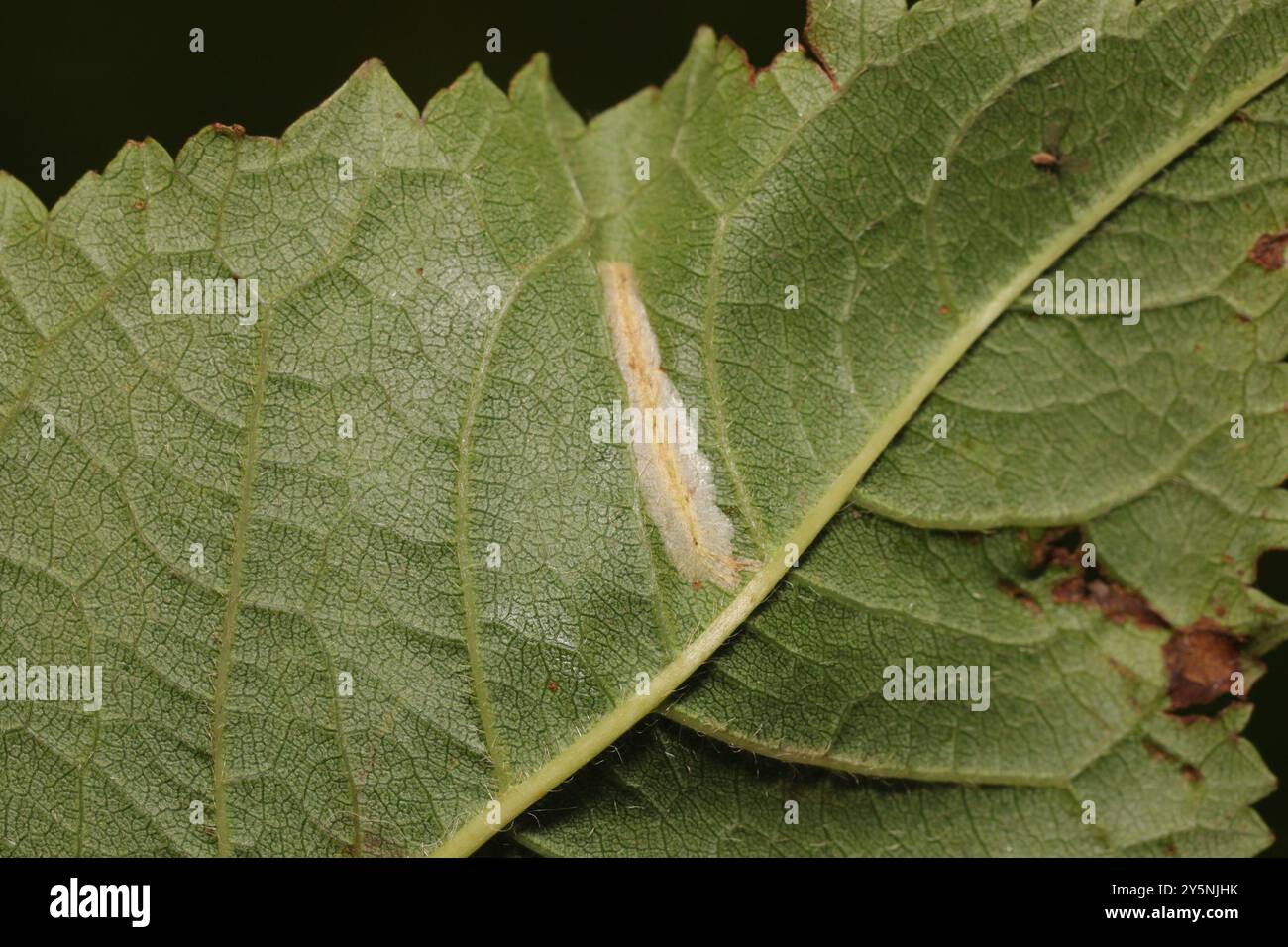 Cherry Insect Cherry Midget (Phyllonorycter cerasicolella) Insecta Stock Photo - Alamy