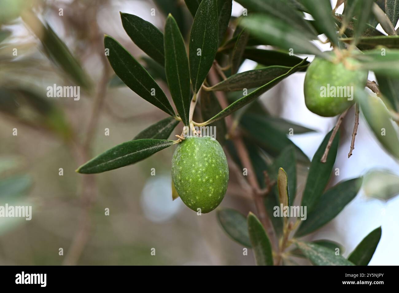 Green olives growing on olive branch in olive tree Stock Photo - Alamy
