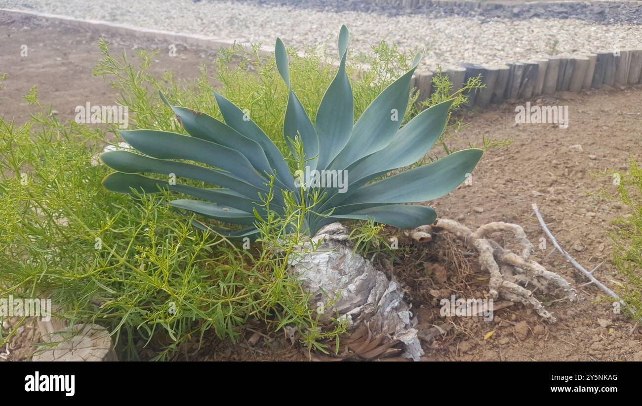 Oxbane Brush Oxbane (Boophone haemanthoides) Plantae Stock Photo - Alamy