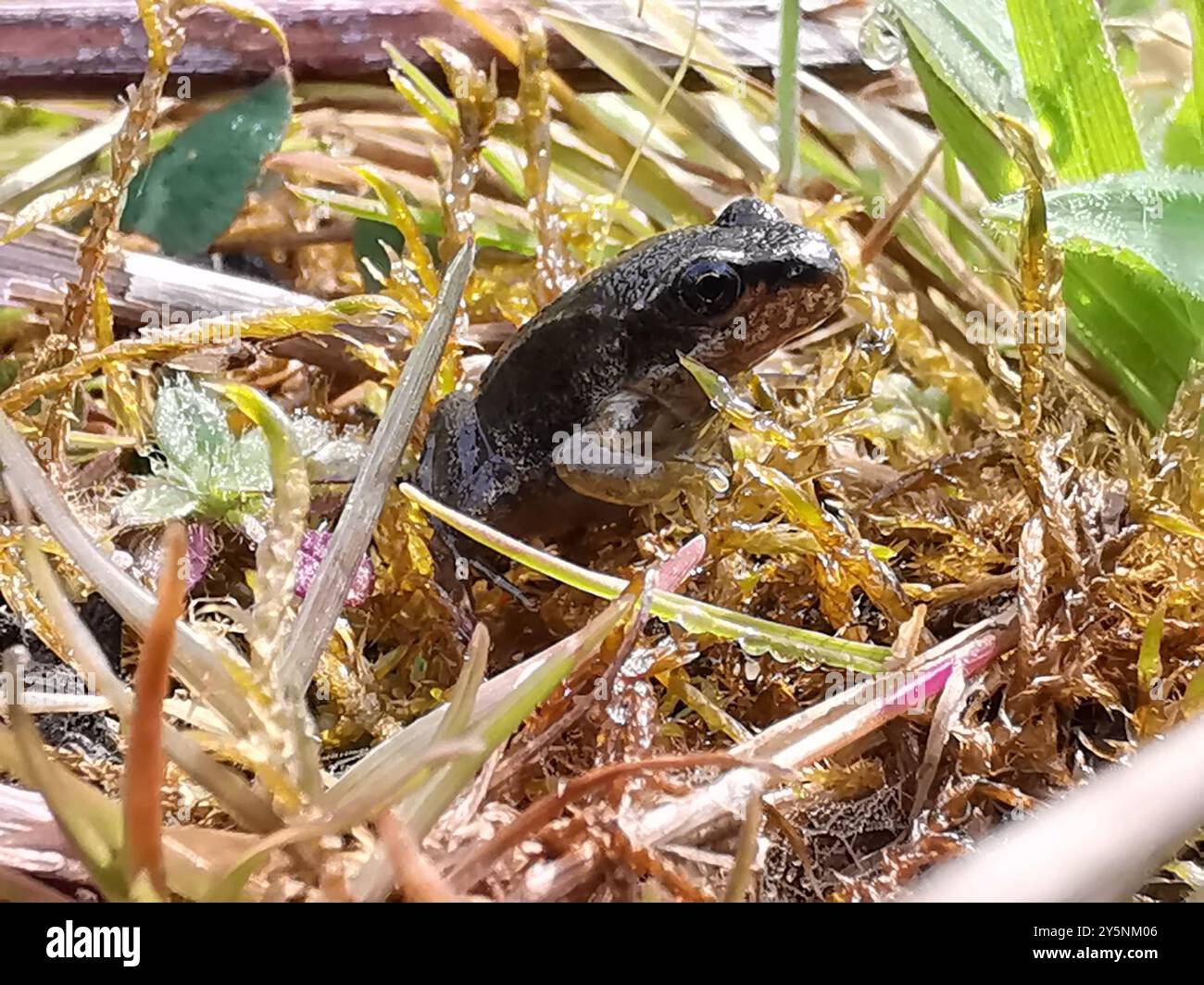 European Common Frog (Rana temporaria) Amphibia Stock Photo - Alamy