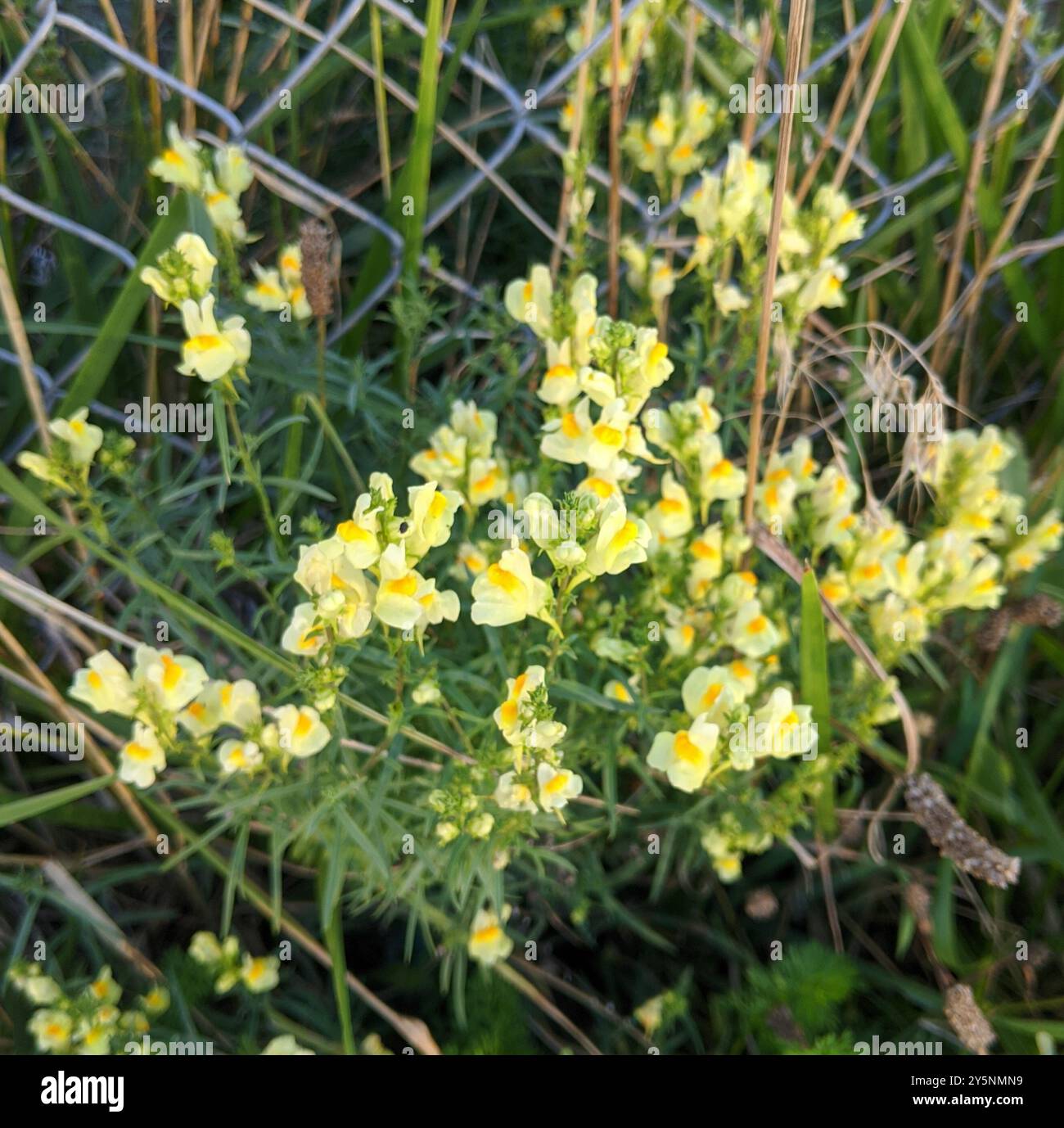 Toad Fls common toadflax (Linaria vulgaris) Plantae Stock Photo - Alamy