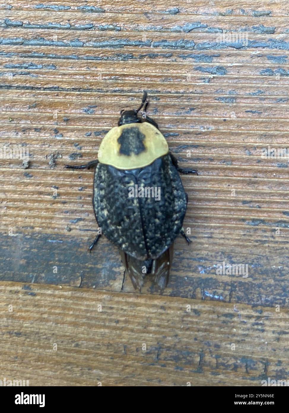 Carrion Inset American Carrion Beetle (Necrophila americana) Insecta Stock Photo - Alamy