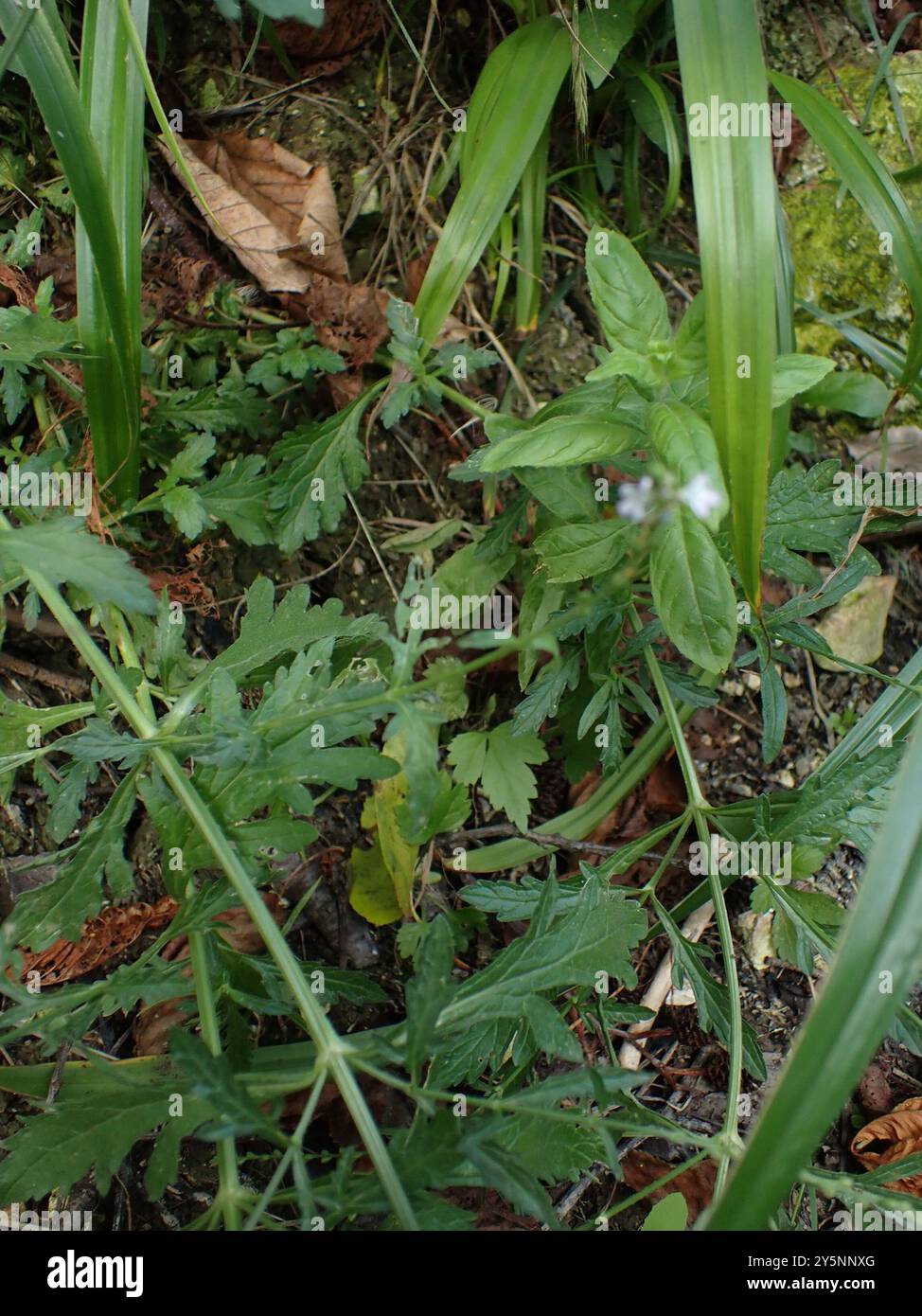 Common vervain (Verbena officinalis) Plantae Stock Photo - Alamy