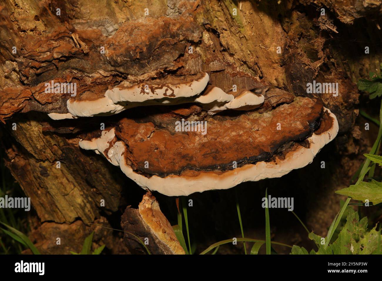 artist's bracket (Ganoderma applanatum) Fungi Stock Photo - Alamy