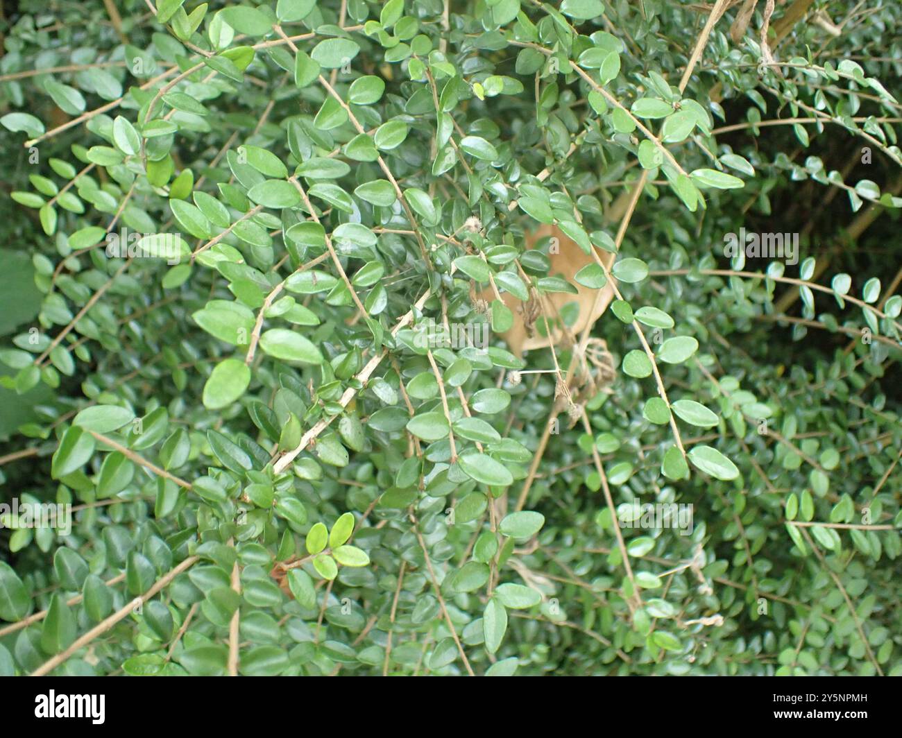 Lonicera ligustrina hi-res stock photography and images - Alamy