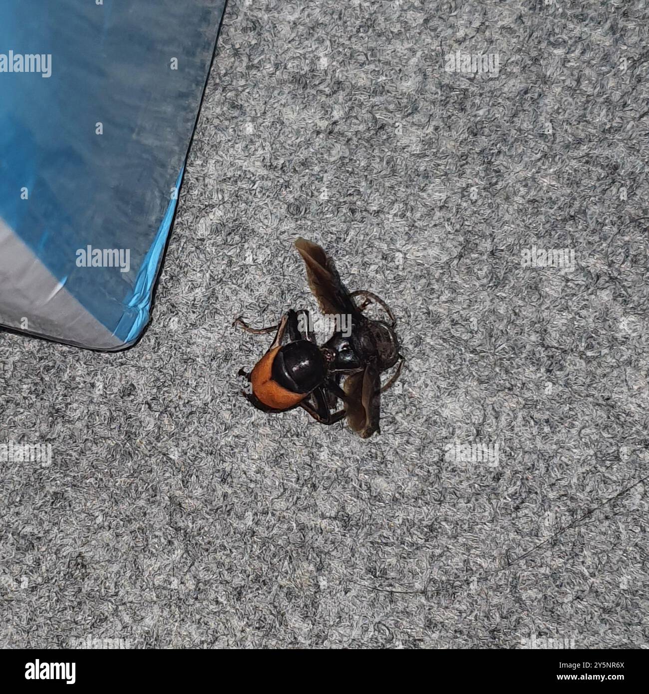 Greater Banded Hornet (Vespa tropica) Insecta Stock Photo