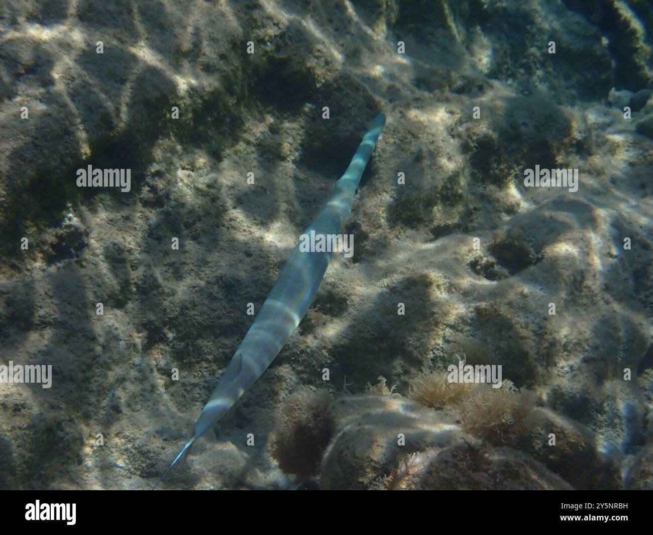 Bluespotted Cornetfish (Fistularia commersonii) Actinopterygii Stock ...