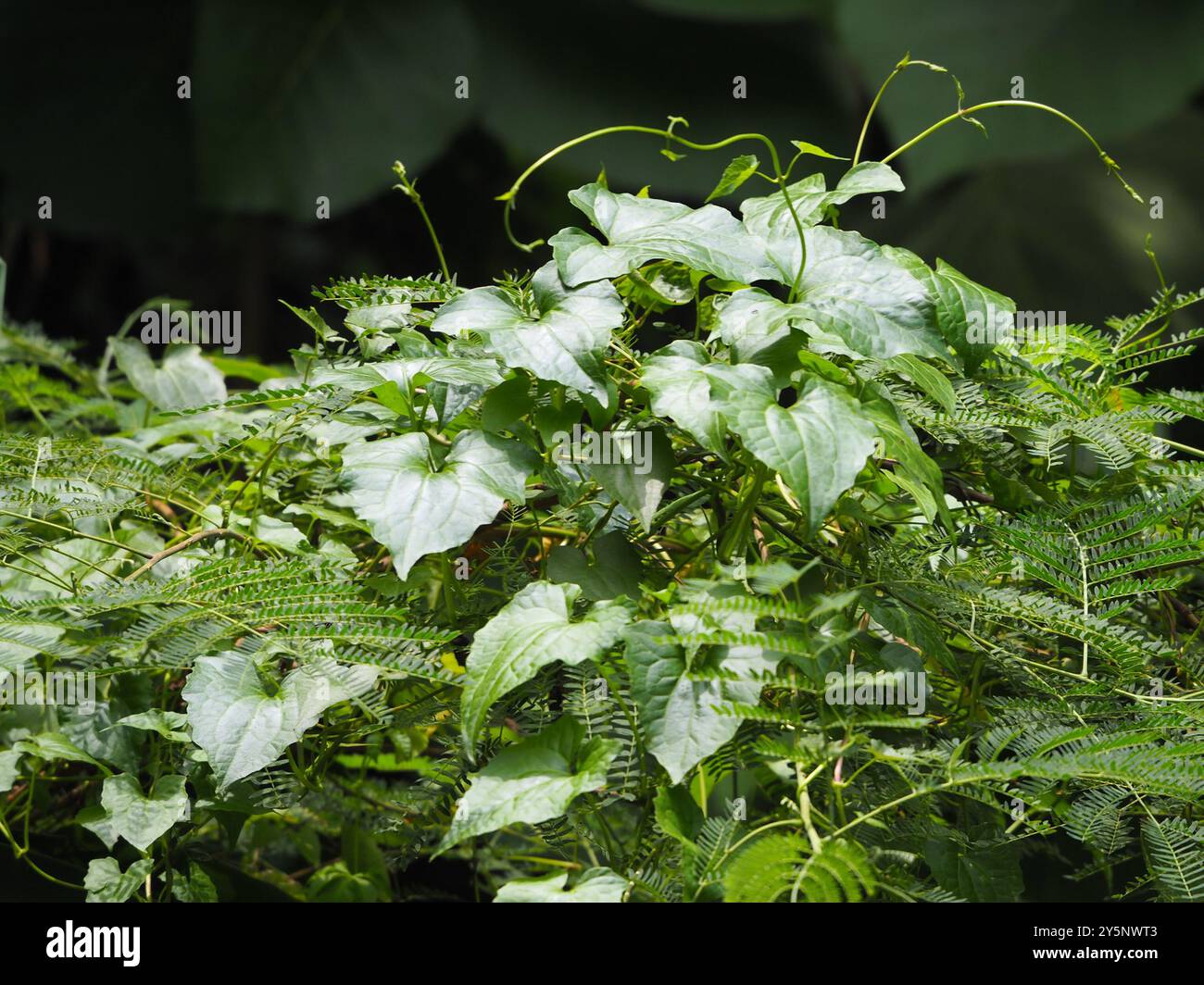 mile-a-minute (Mikania micrantha) Plantae Stock Photo