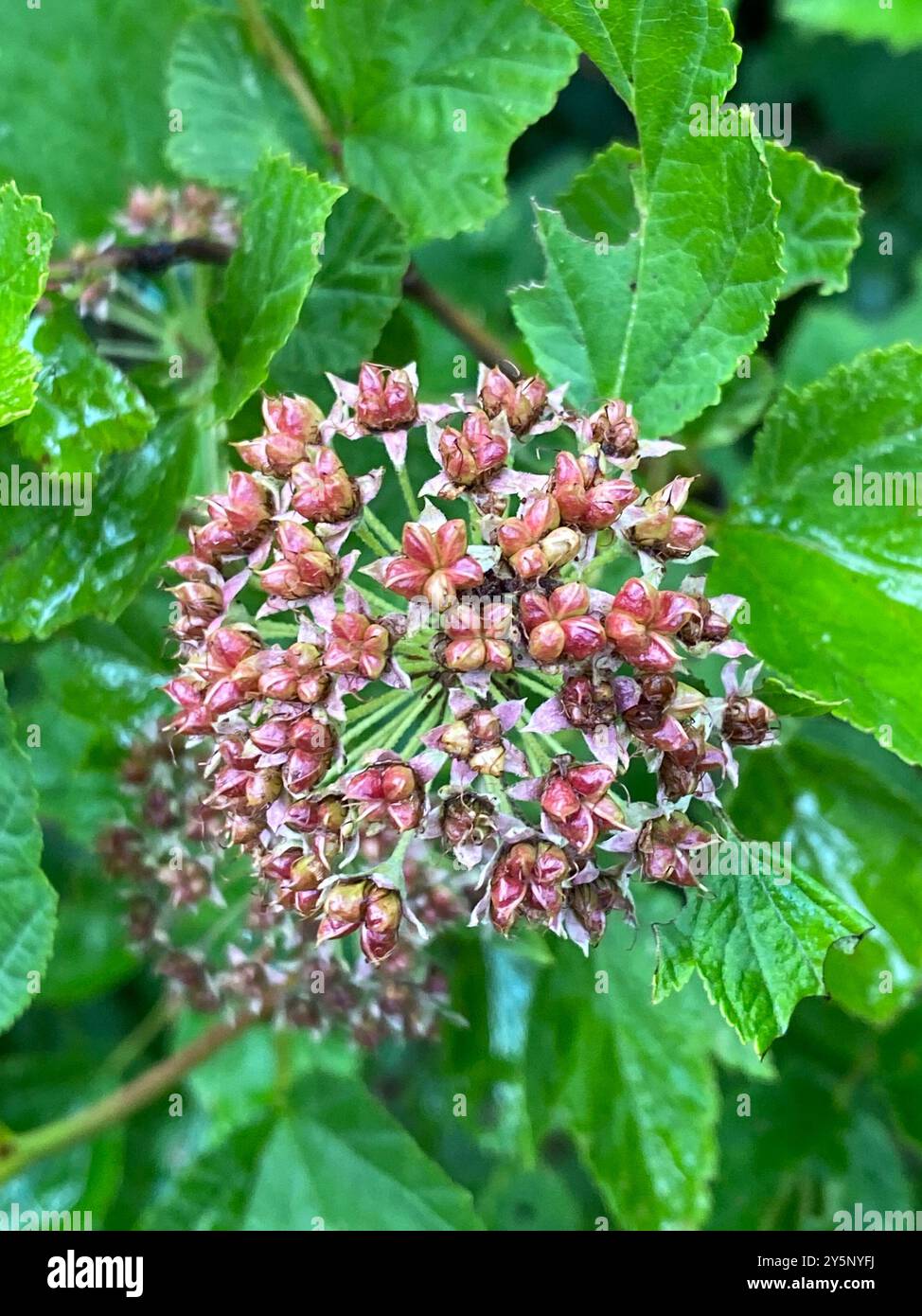 common ninebark (Physocarpus opulifolius) Plantae Stock Photo - Alamy