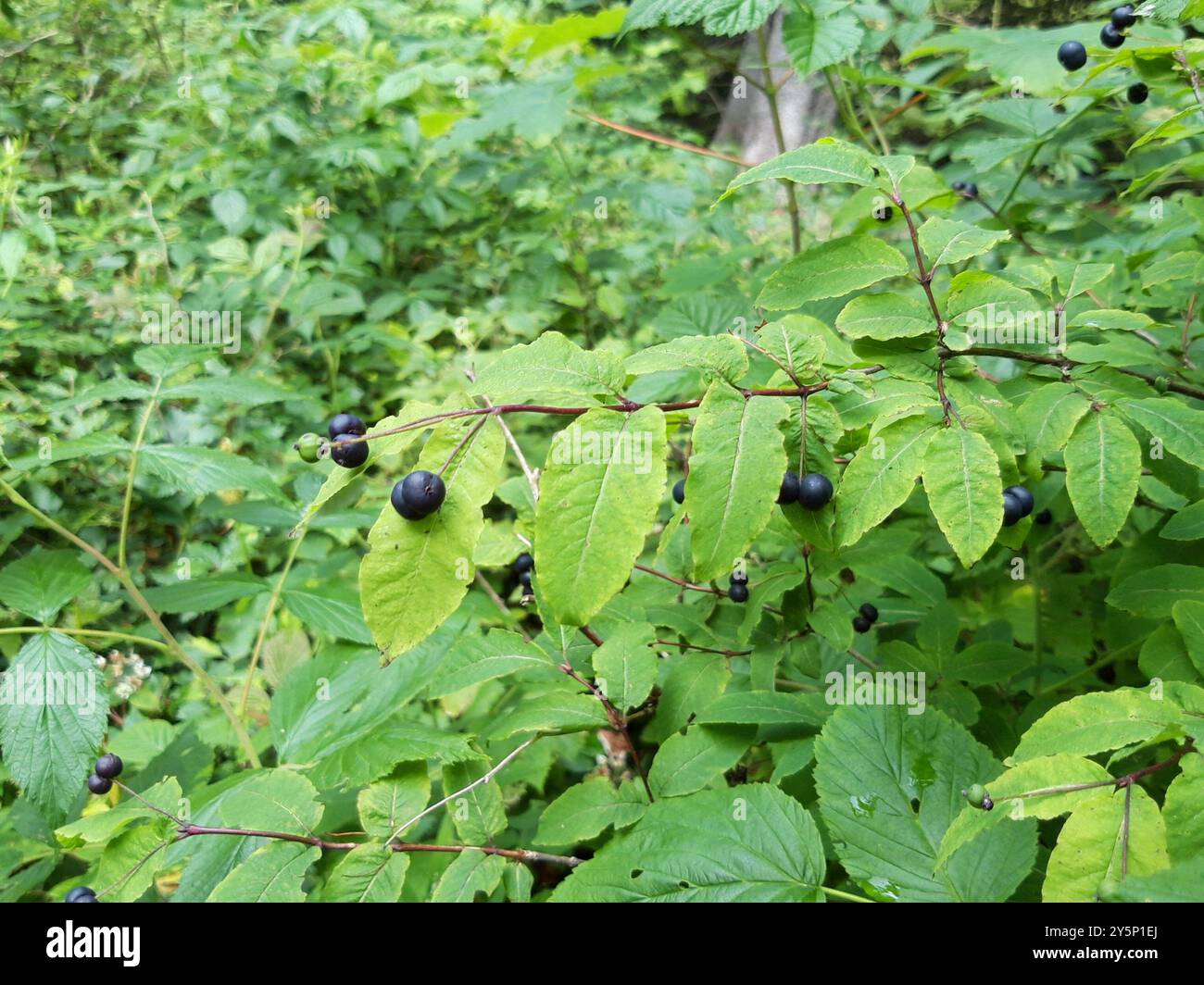 Black-berried Honeysuckle (Lonicera nigra) Plantae Stock Photo - Alamy