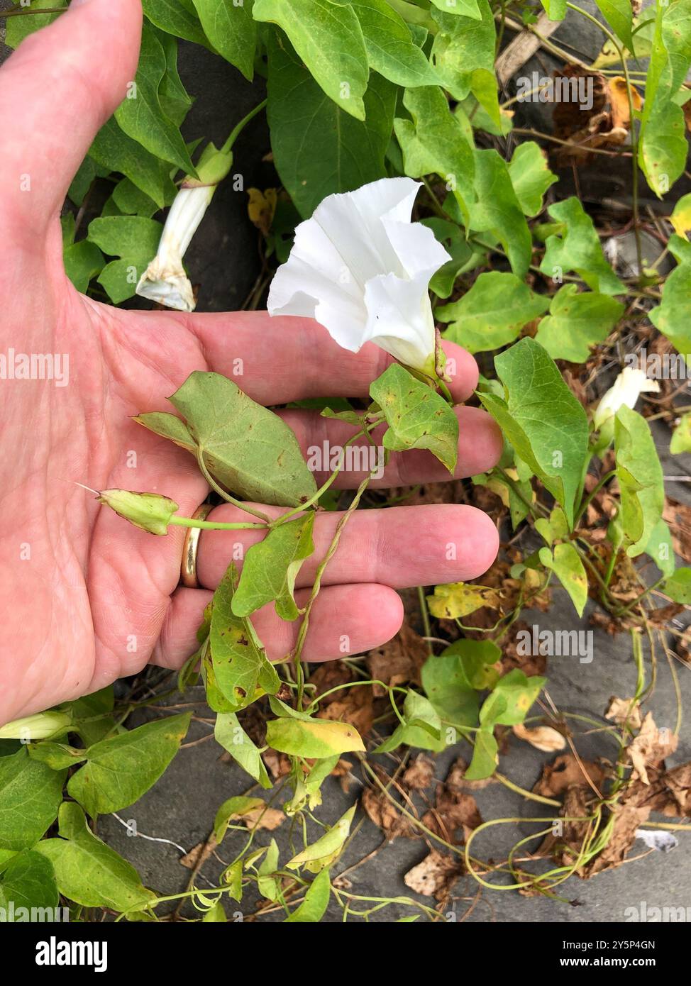 Curated visual reference: Picture Idea: Hedge Bindweed Calystegia Sepium Plantae Stock Photo