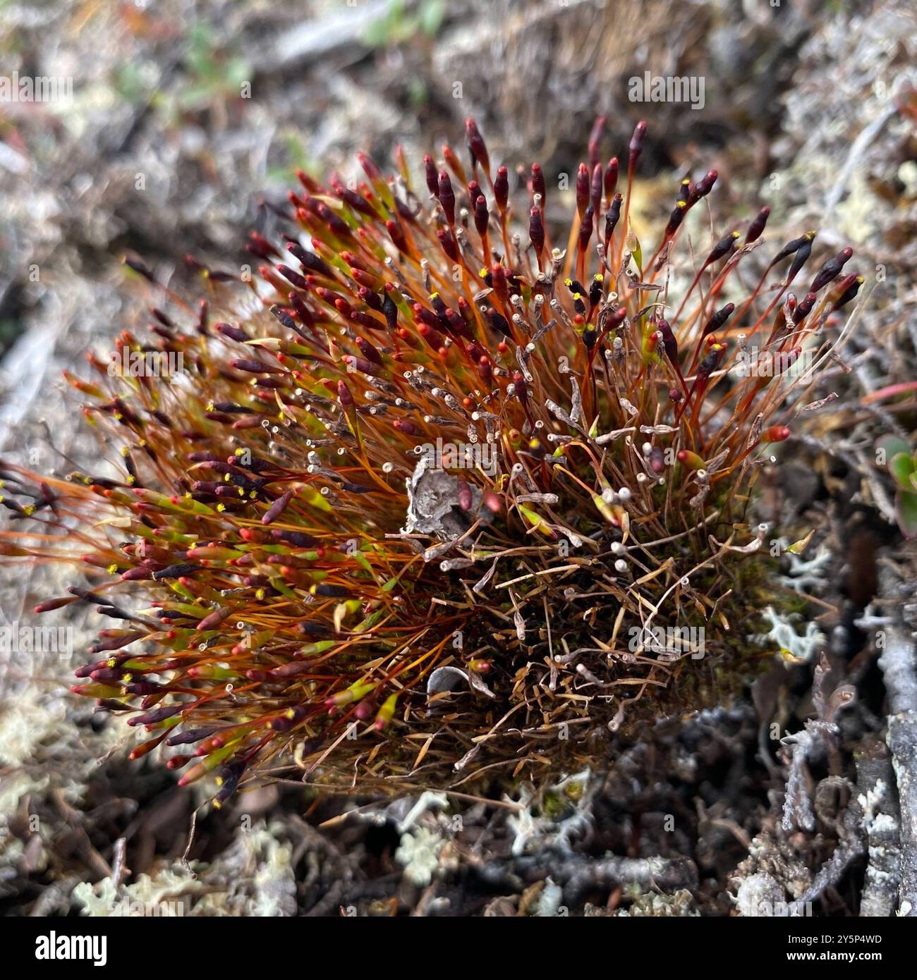 Slender Cruet-moss (Tetraplodon mnioides) Plantae Stock Photo - Alamy