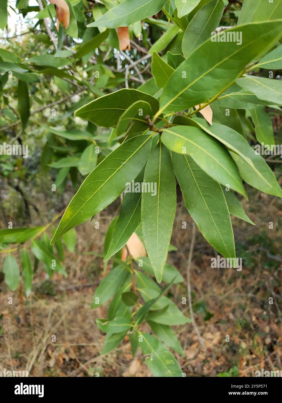 California bay (Umbellularia californica) Plantae Stock Photo - Alamy