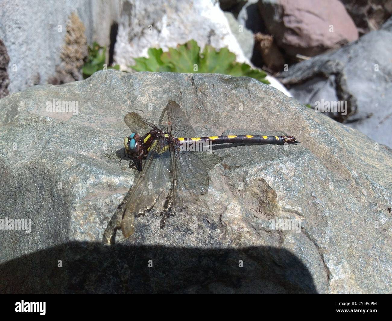 Pacific Spiketail (Cordulegaster dorsalis) Insecta Stock Photo - Alamy