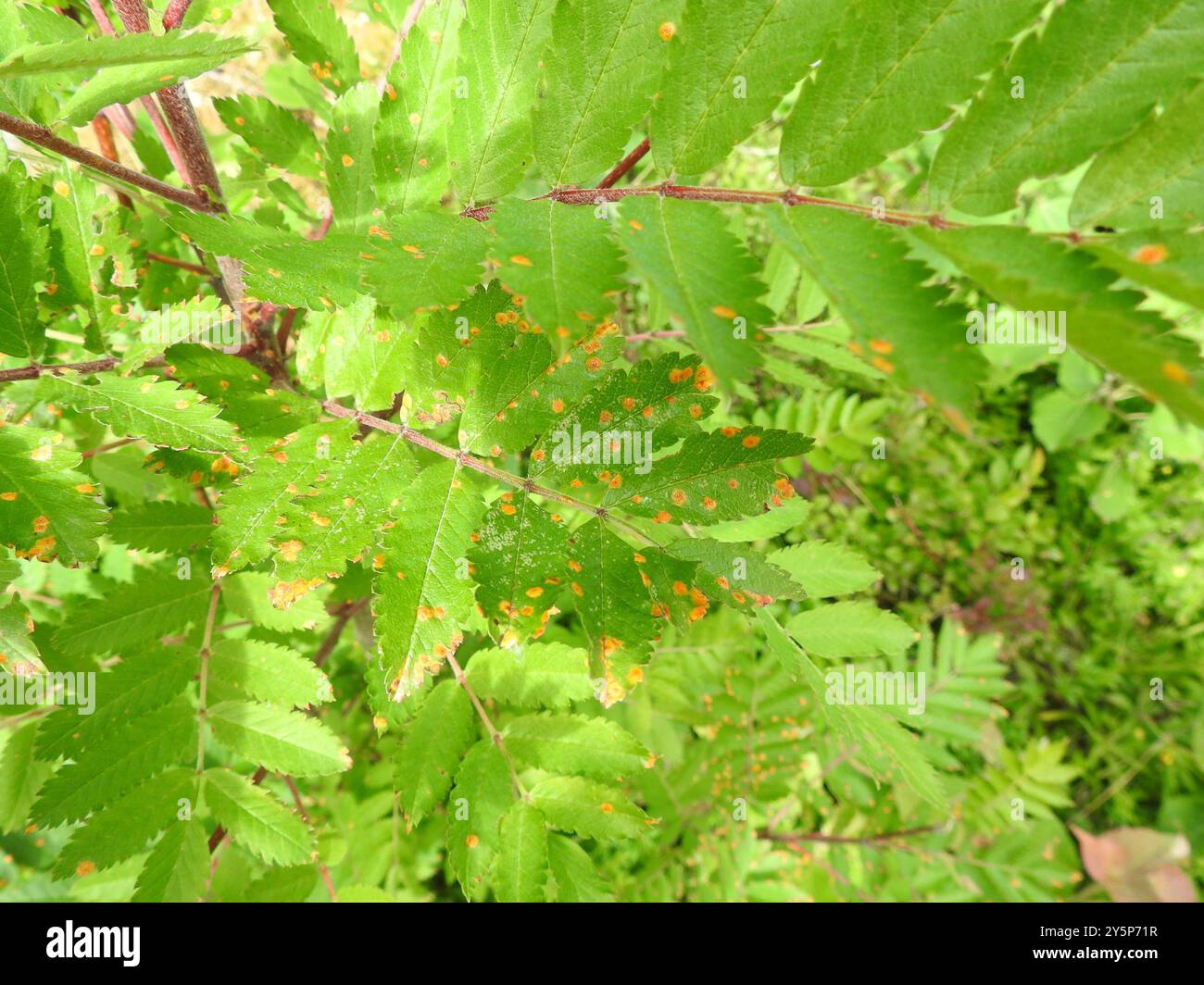rust fungi (Pucciniales) Fungi Stock Photo - Alamy