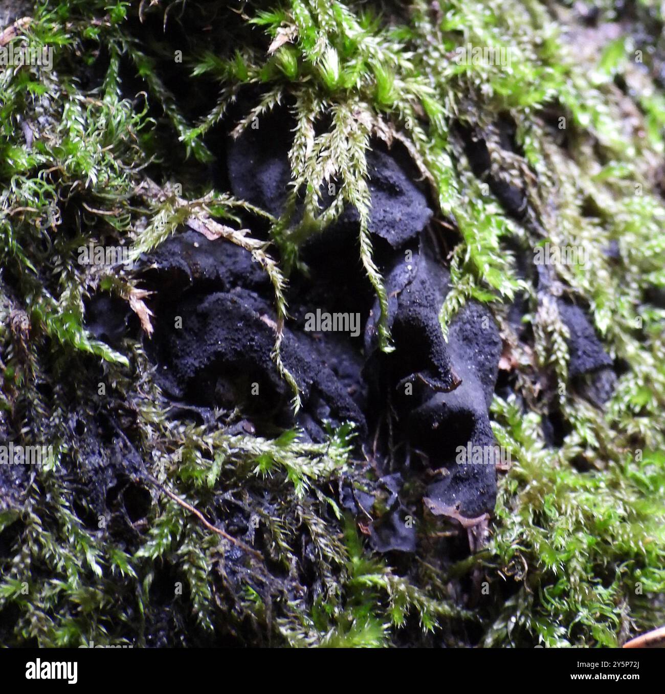 Flaking Tarpaper Lichen (Collema flaccidum) Fungi Stock Photo - Alamy