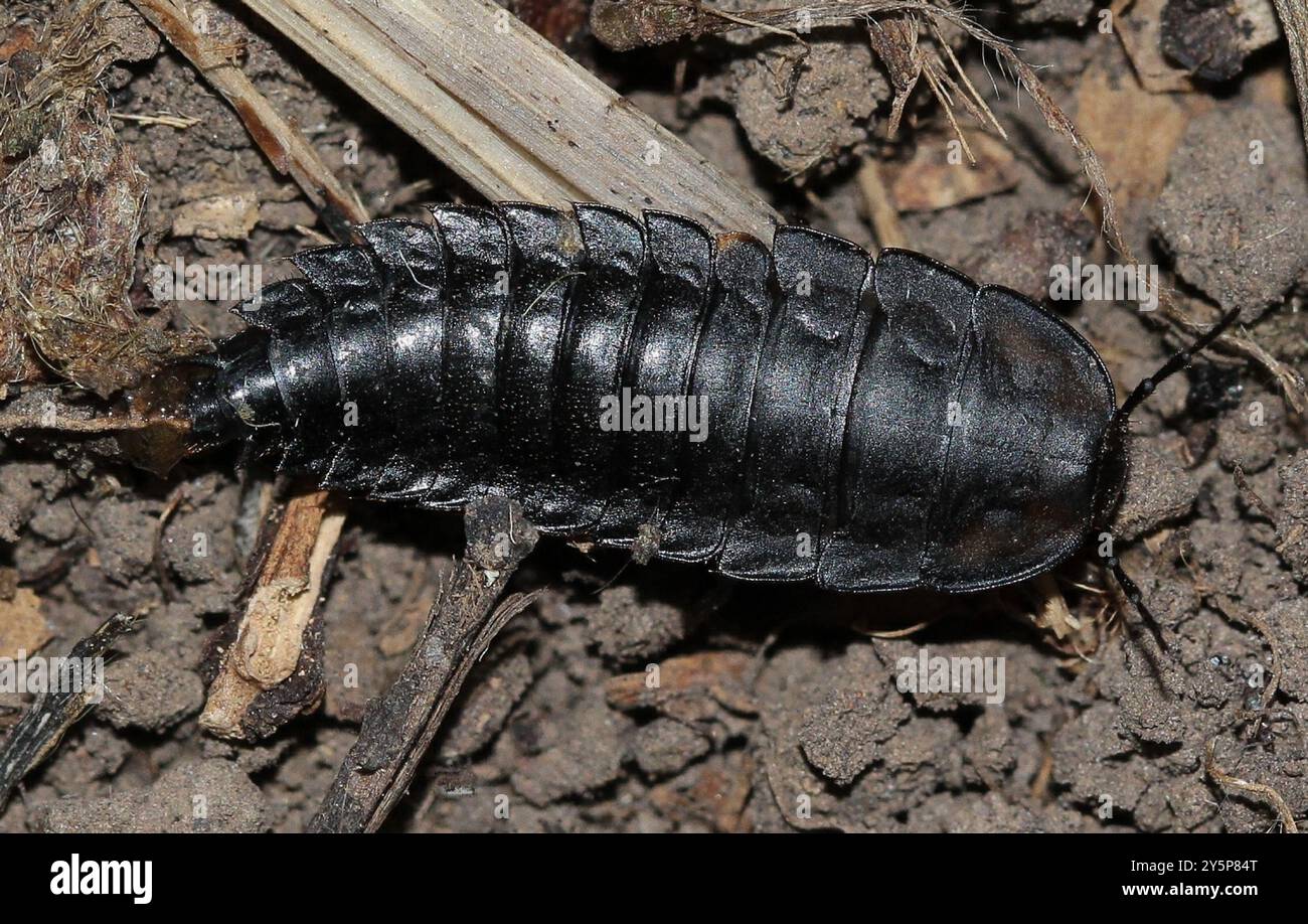 Carrion Inset Burying and Carrion Beetles (Silphidae) Insecta Stock Photo - Alamy