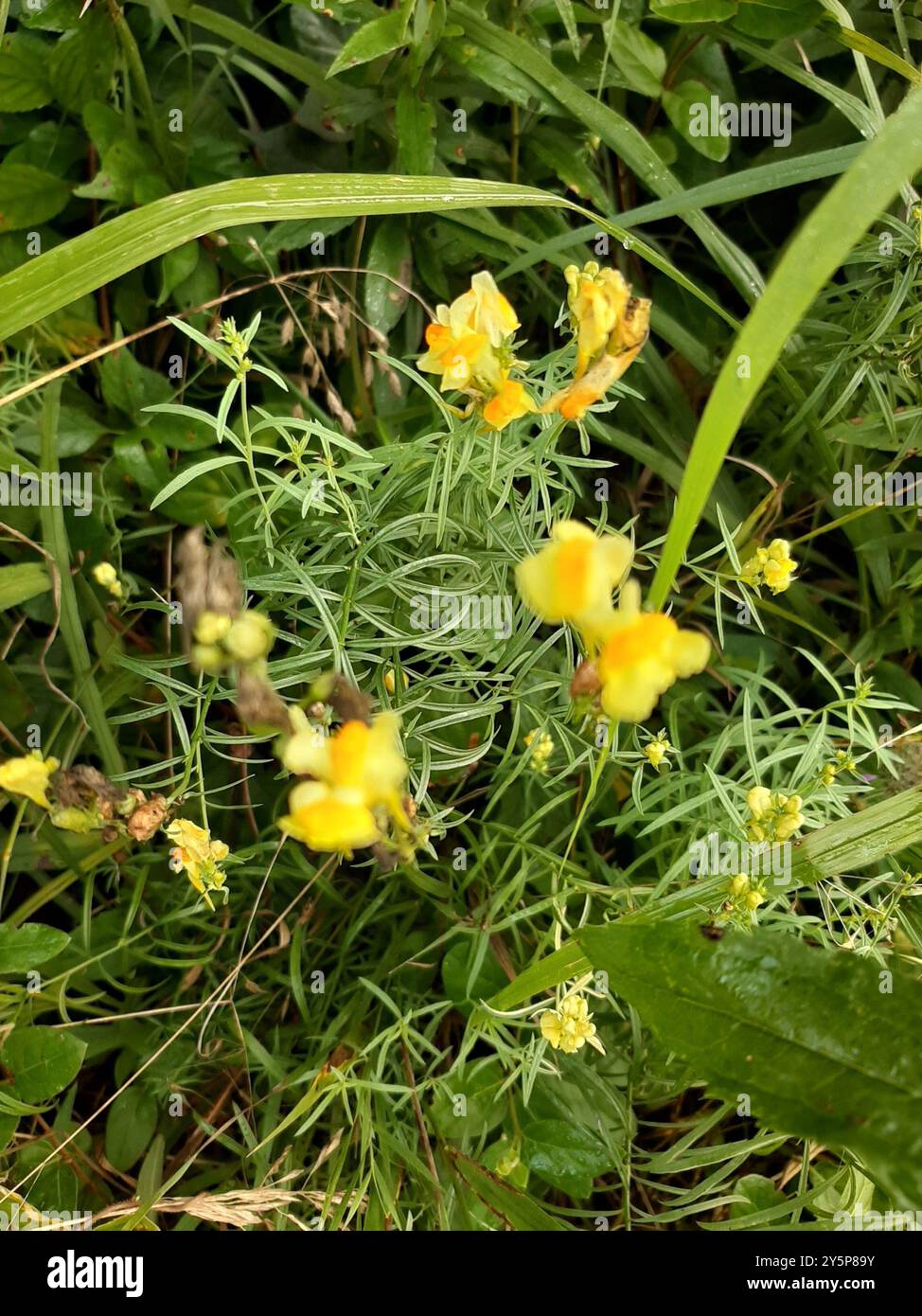 Toad Fls common toadflax (Linaria vulgaris) Plantae Stock Photo - Alamy