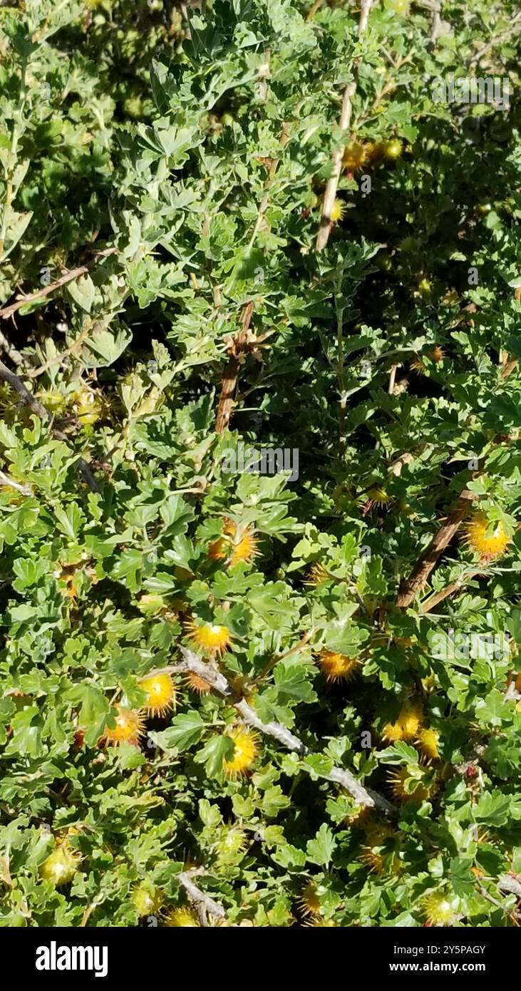 Sierra Gooseberry (Ribes roezlii) Plantae Stock Photo - Alamy