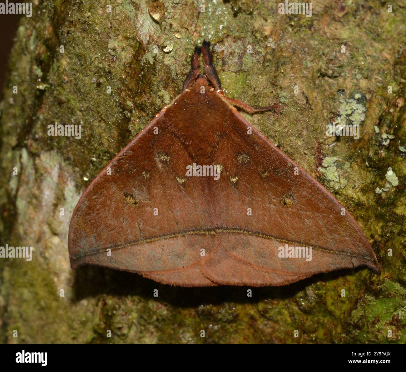 Gamelia rindgei hi-res stock photography and images - Alamy
